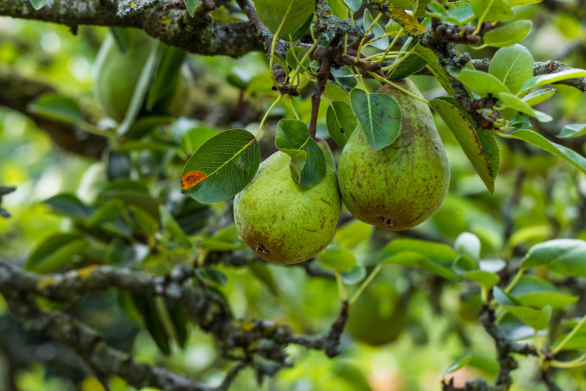East Riddlesden Hall