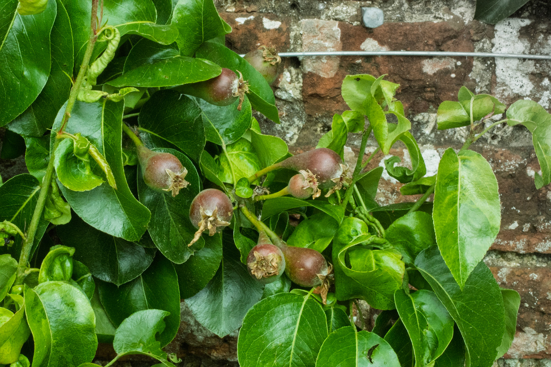 Pears at Mottisfont