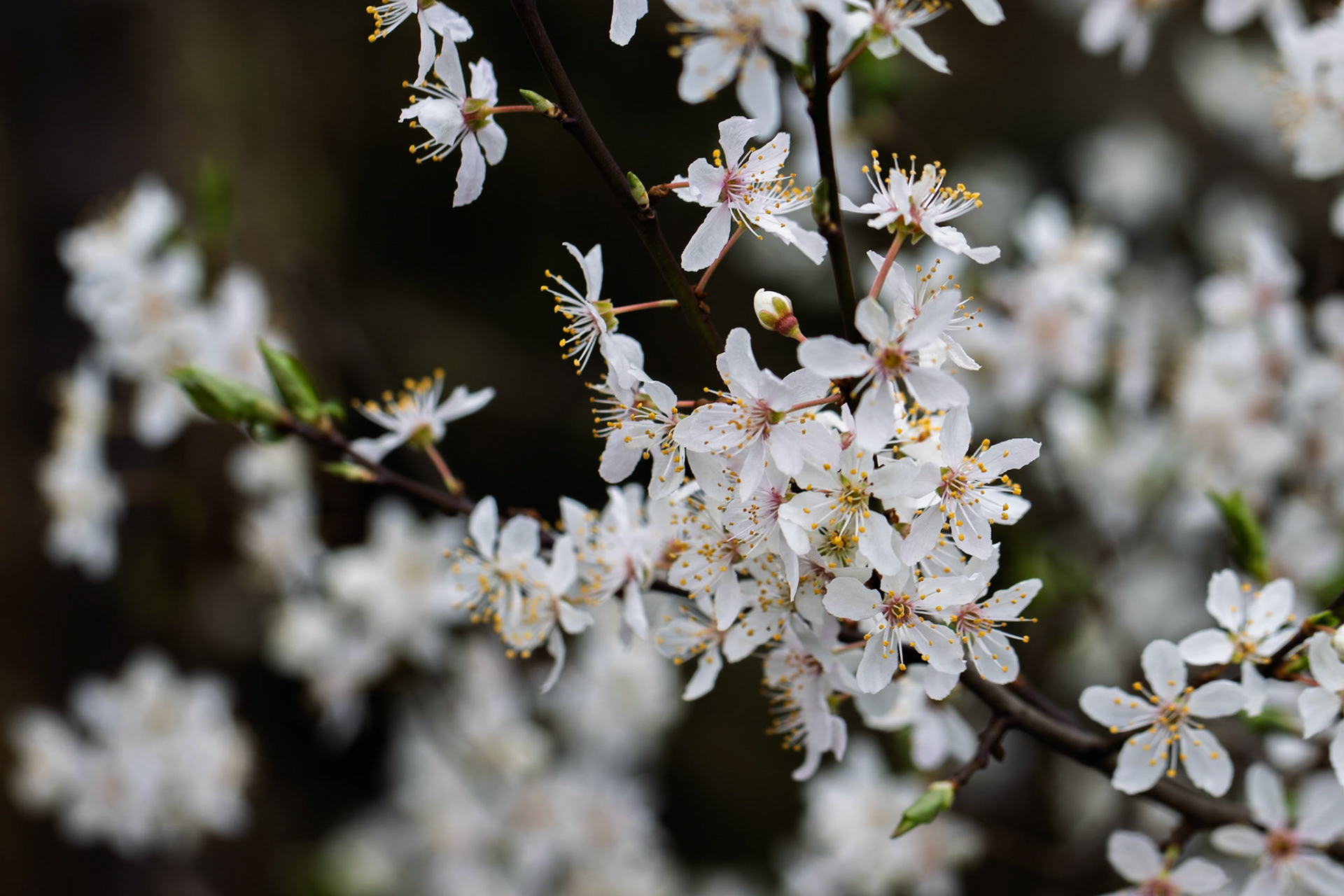 Cherry Plum