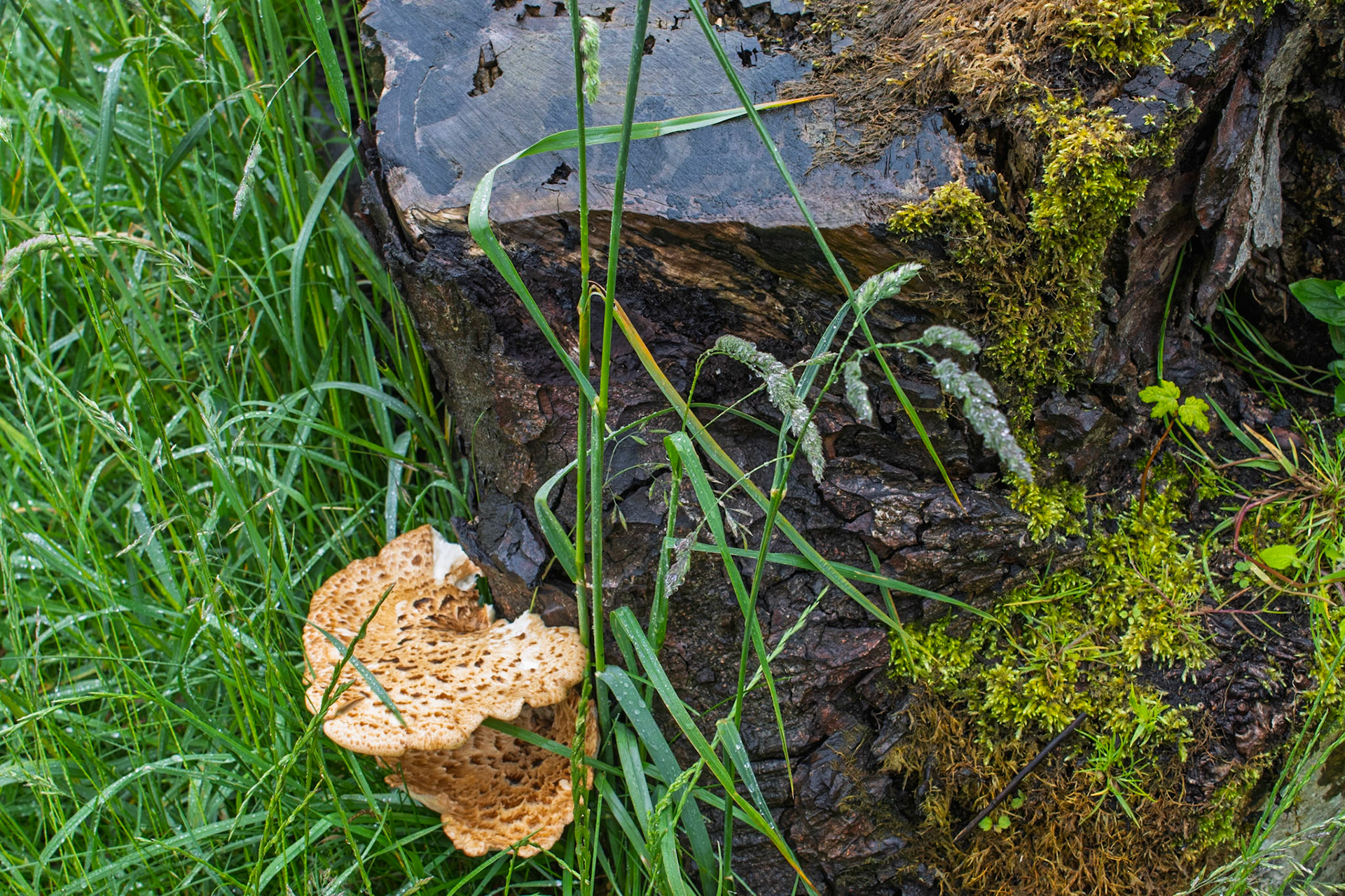 Dryads Saddle Fungus at Druids Temple