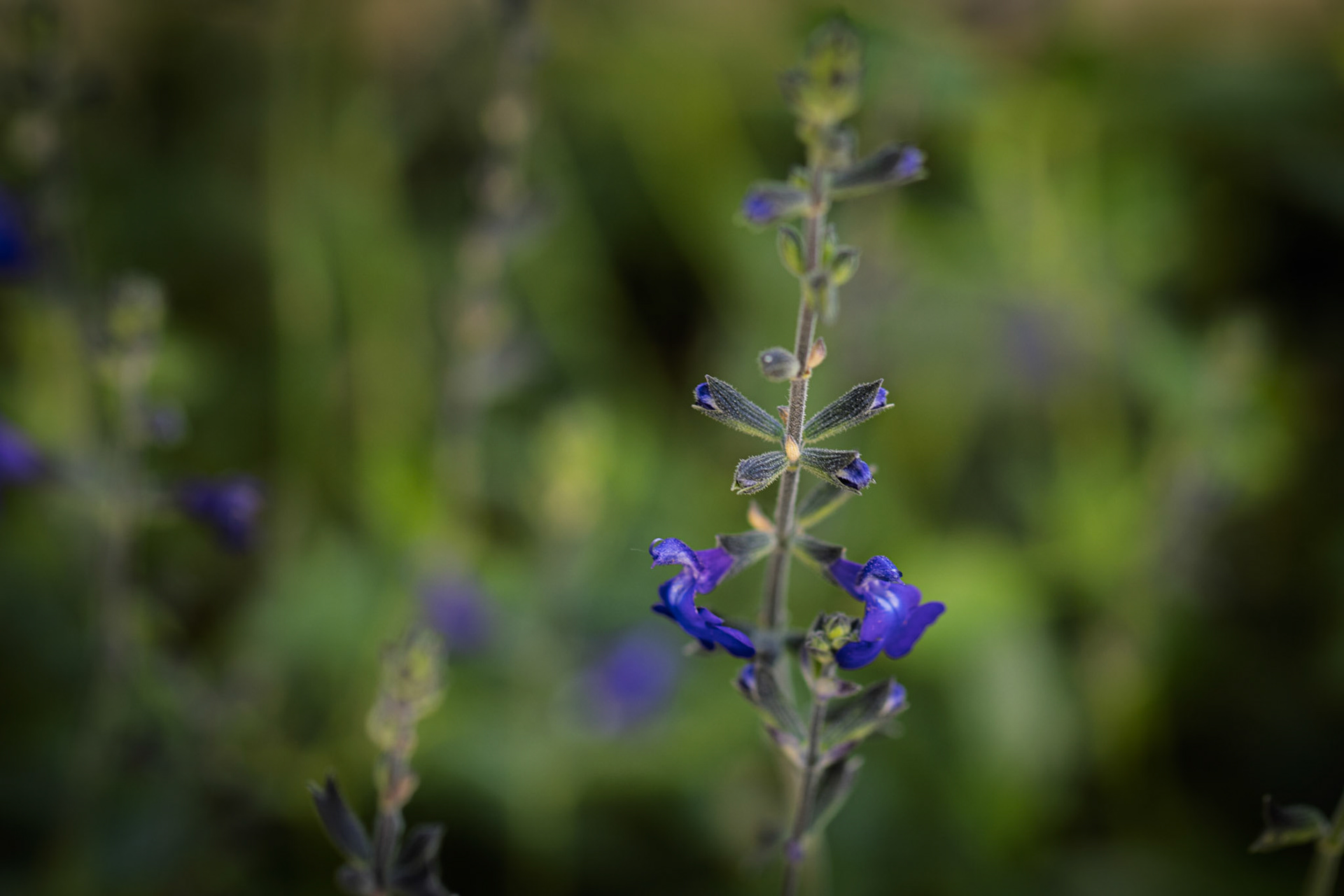 Sage