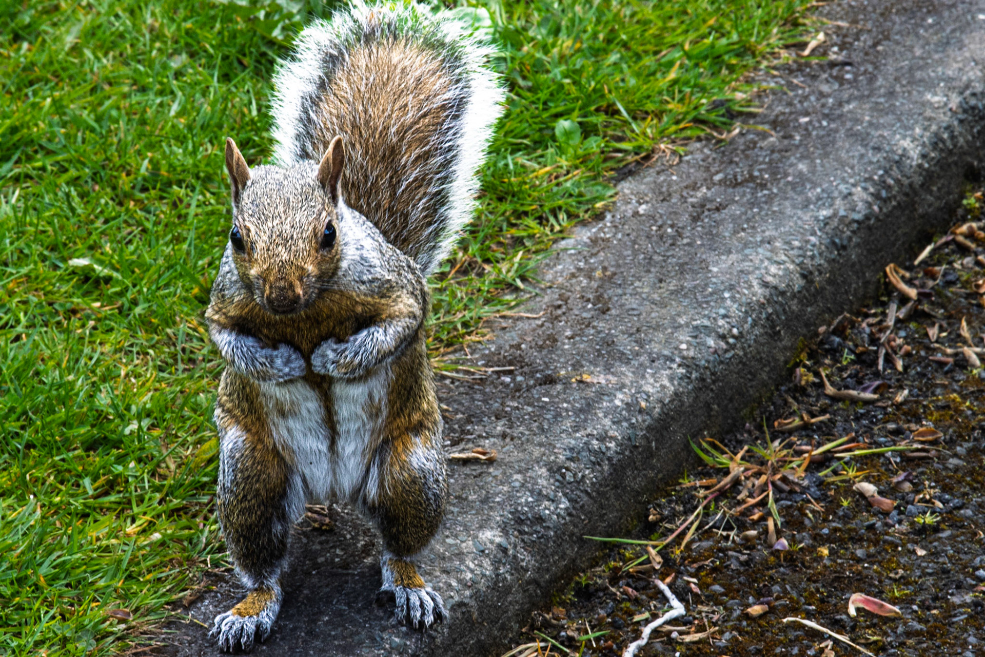 Squirrel at Cliffe Castle