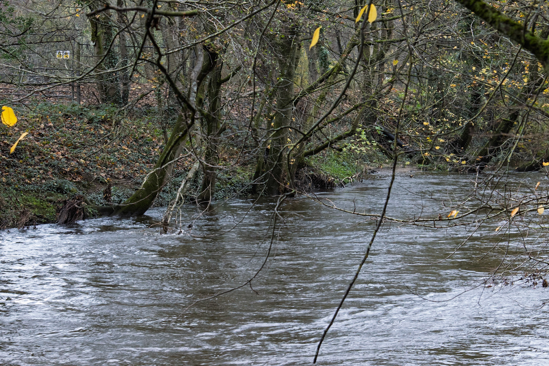 River Aire at Bingley