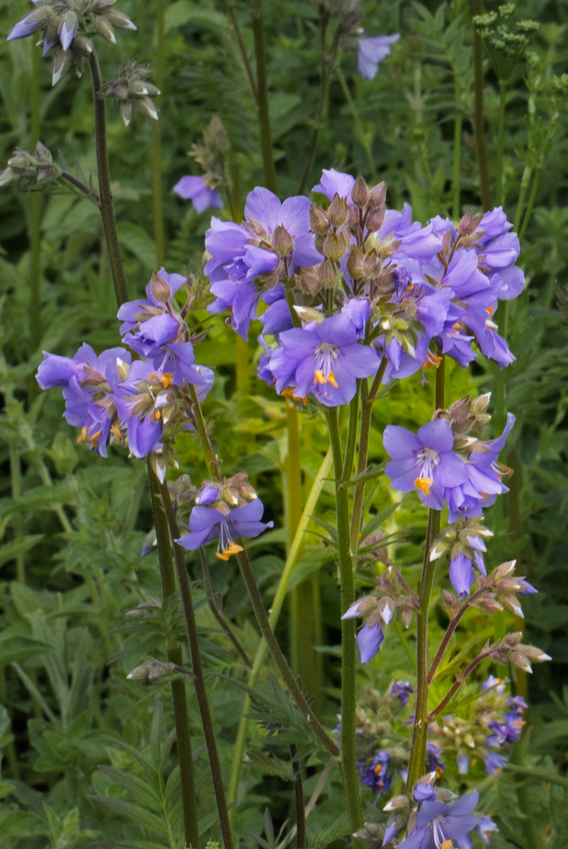 Jacobs Ladder Swinton Estate