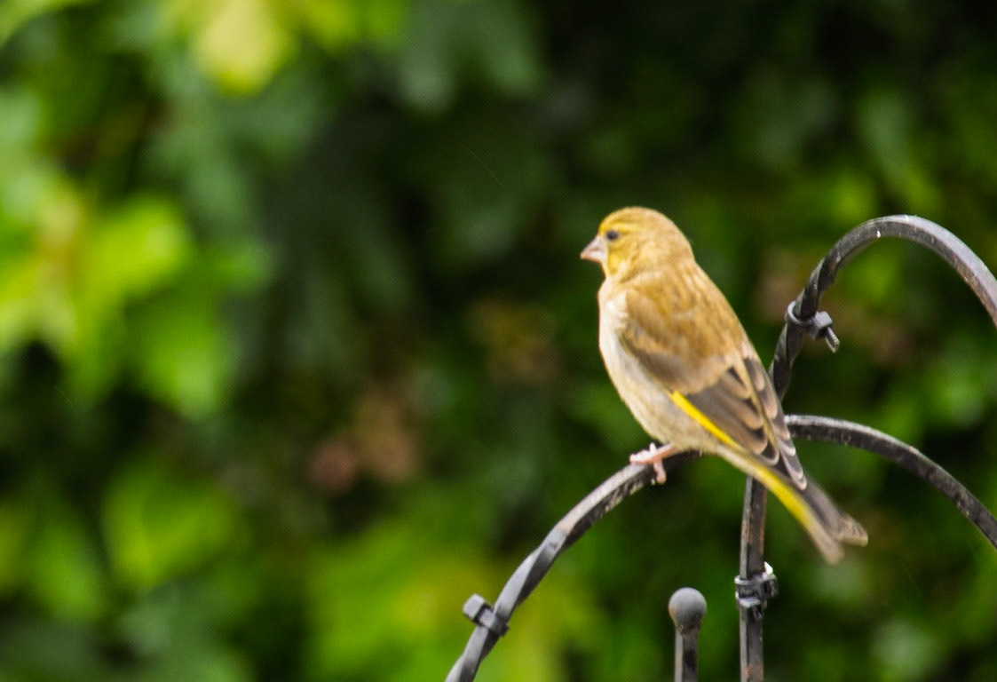 Greenfinch