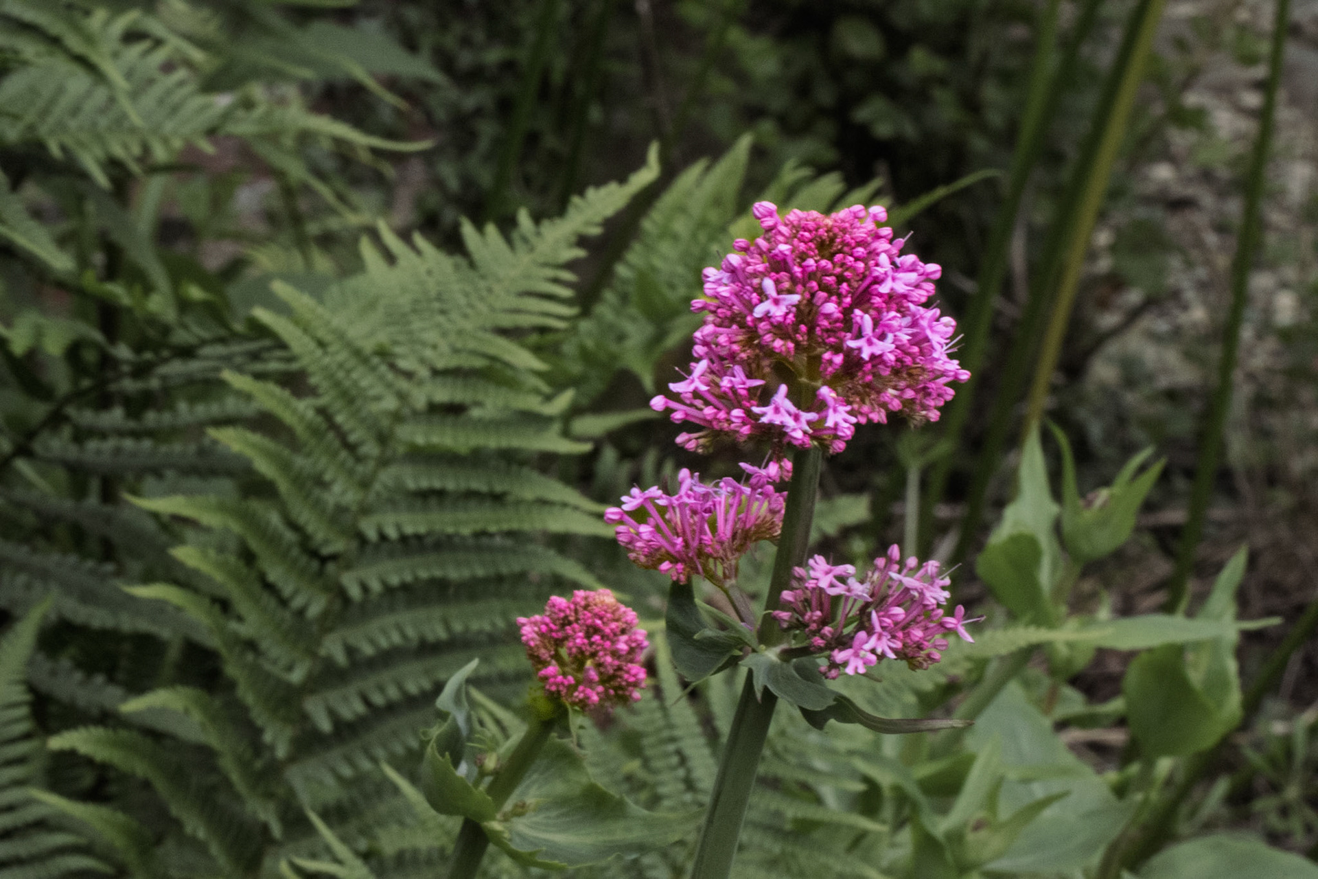 Red Valarian at the Swinton Esate