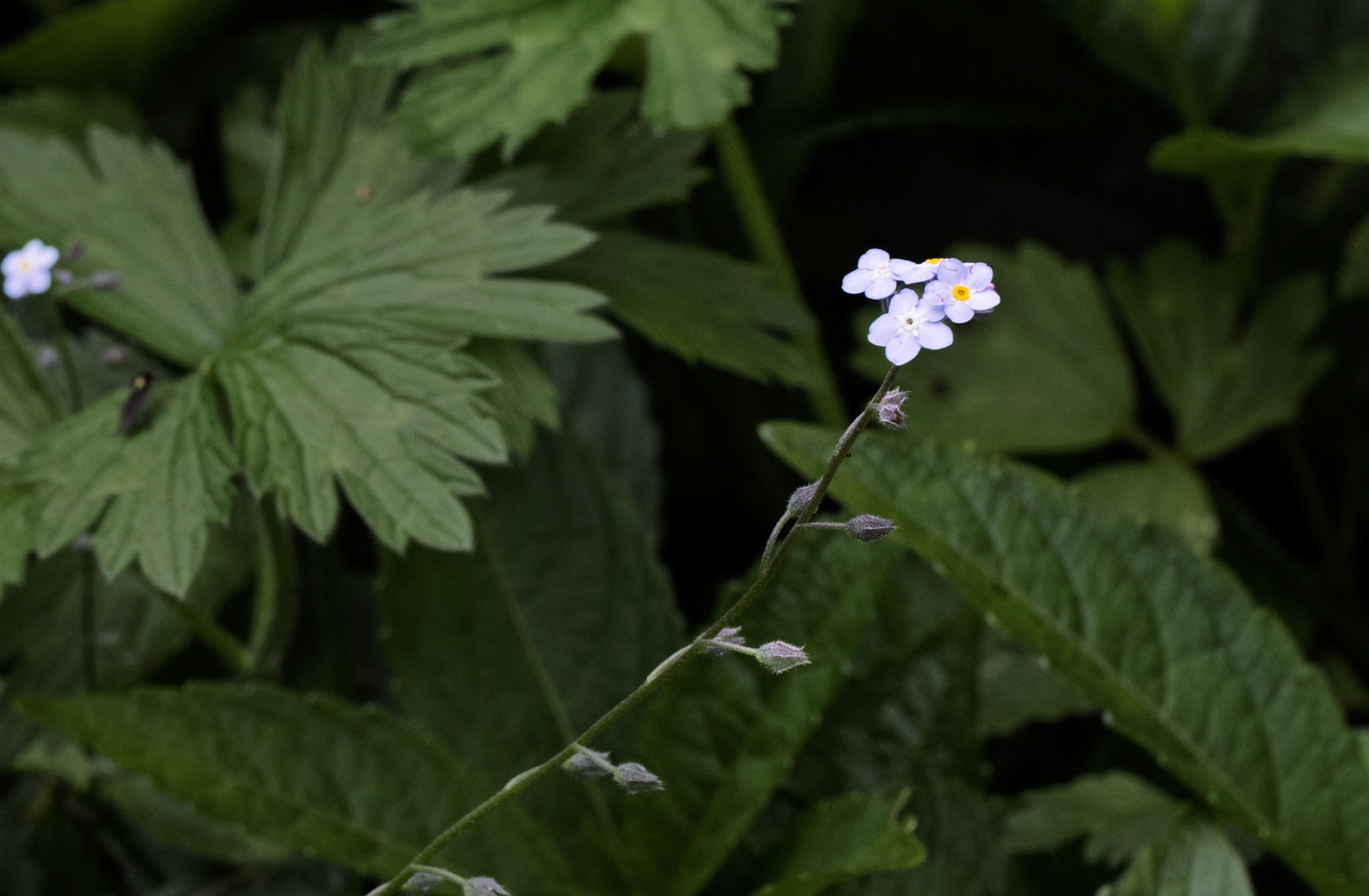 Forget-me-not Swinton Estate
