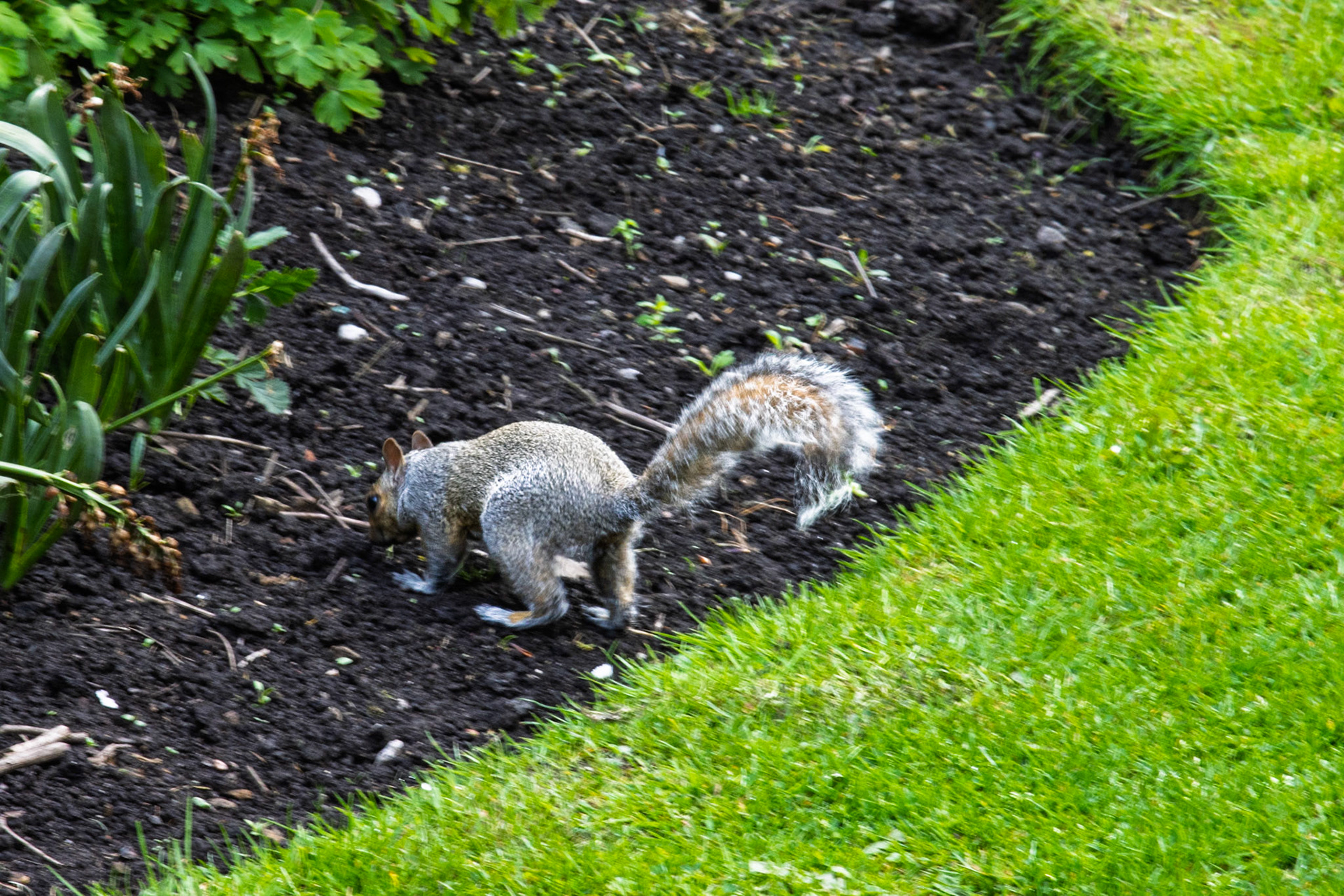 Squirrel at Cliffe Castle