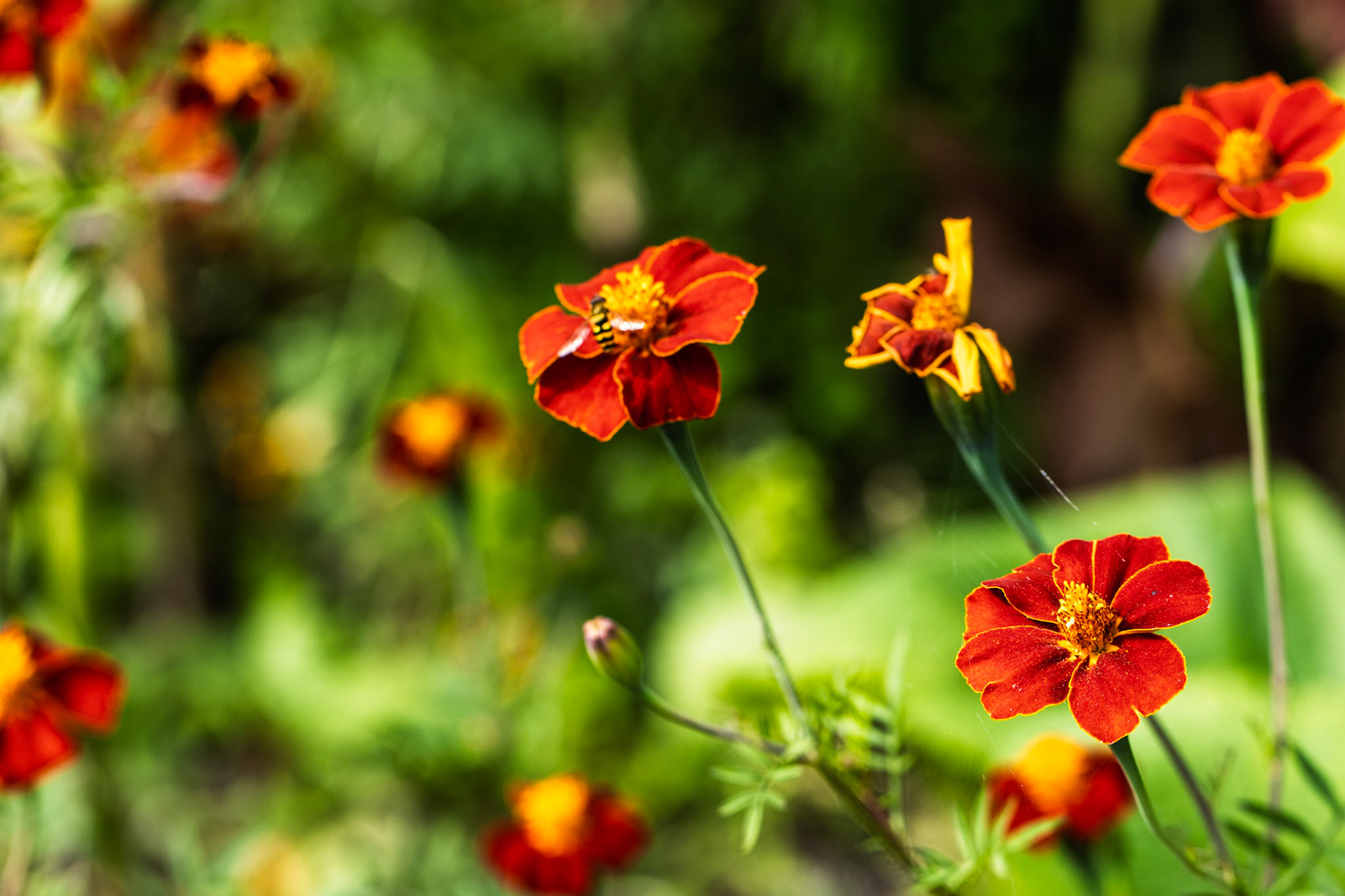 Black Eyed Susan at East Riddlesden Hall