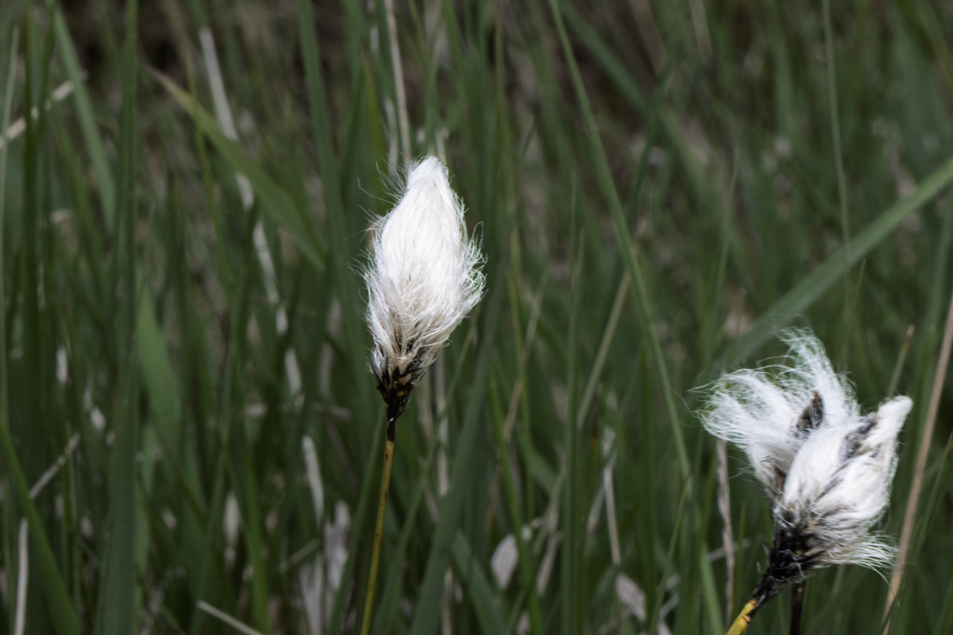 Cottongrass at Malham Tarn