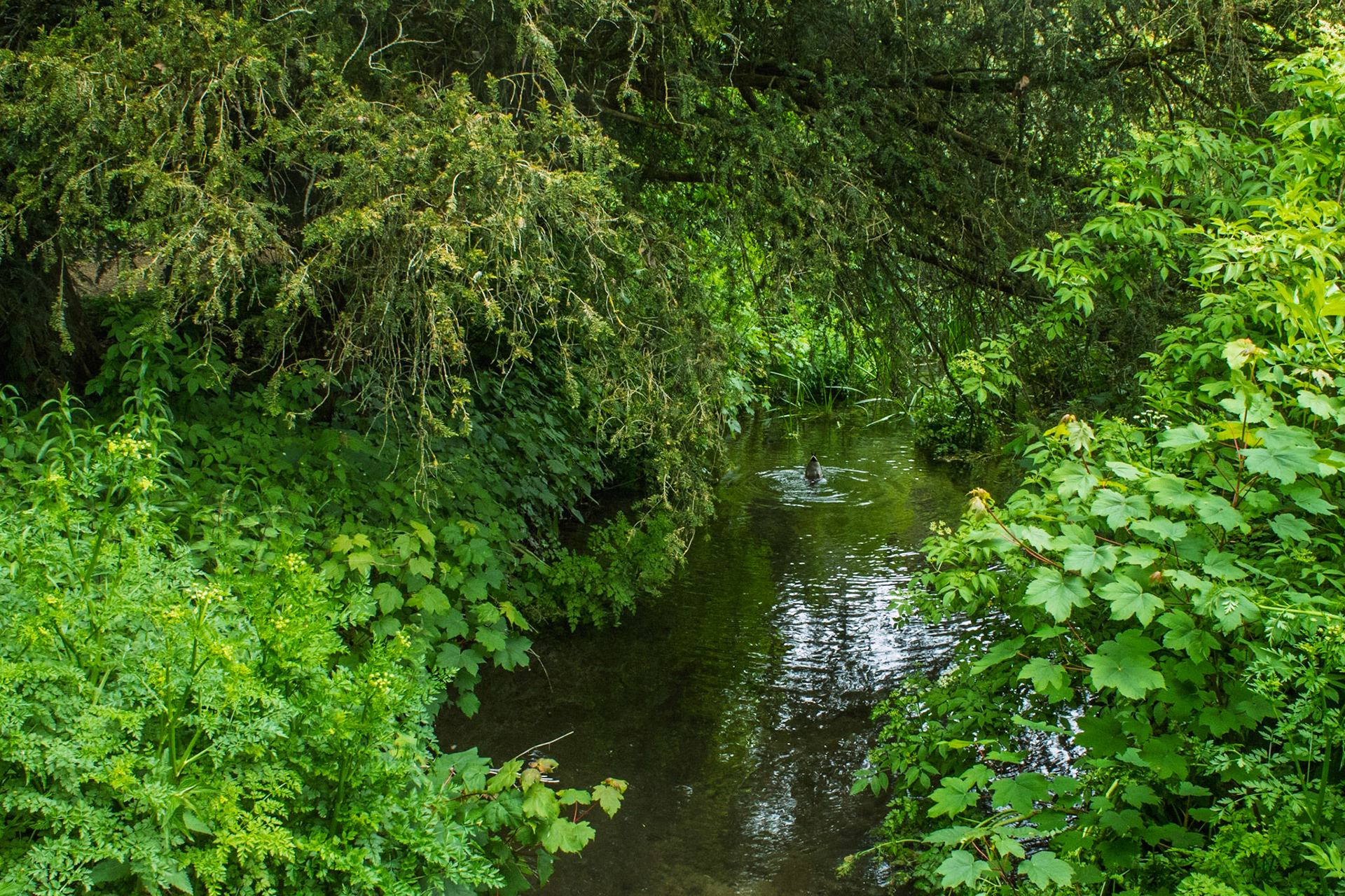 Mottisfont