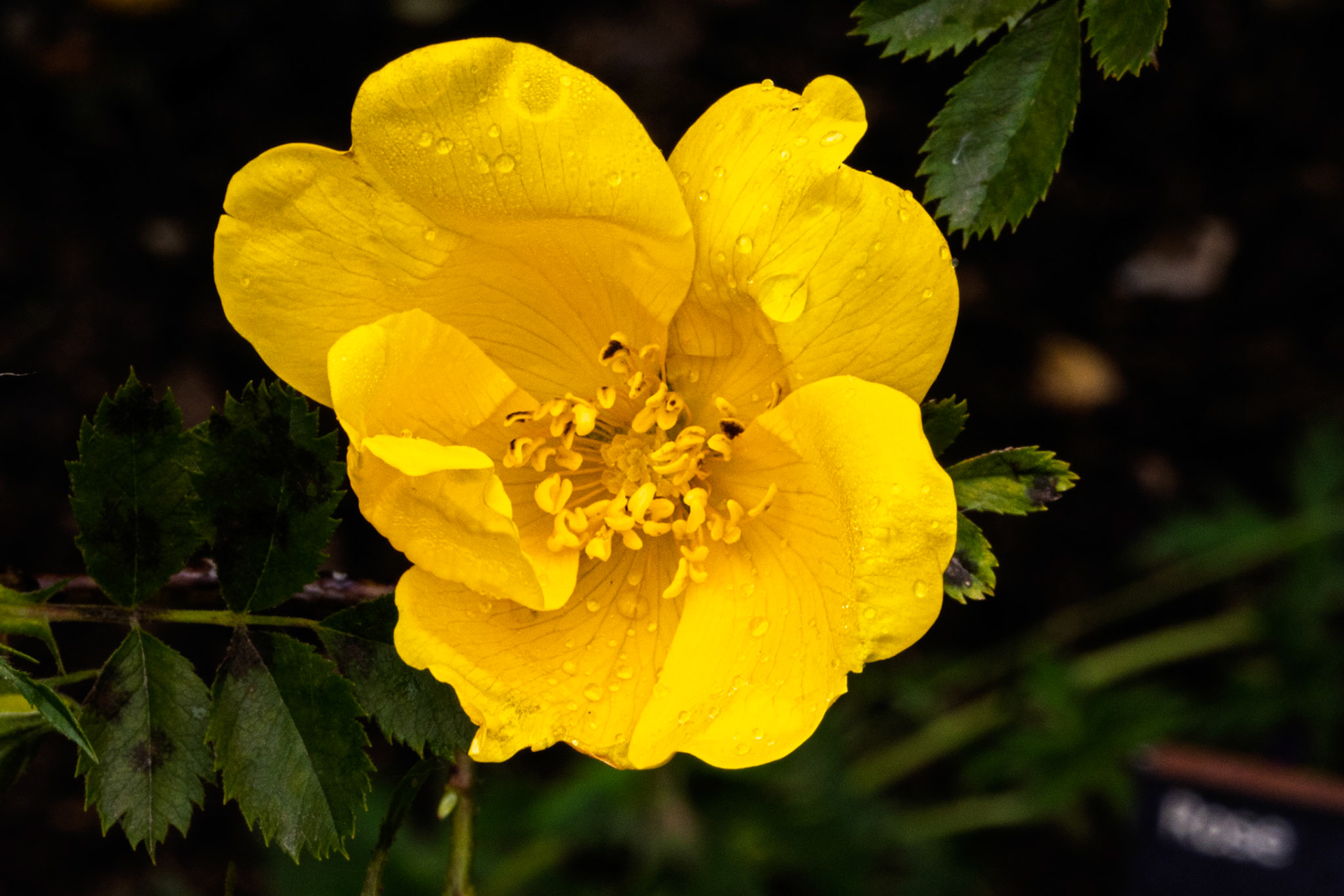 Rose at Mottisfont