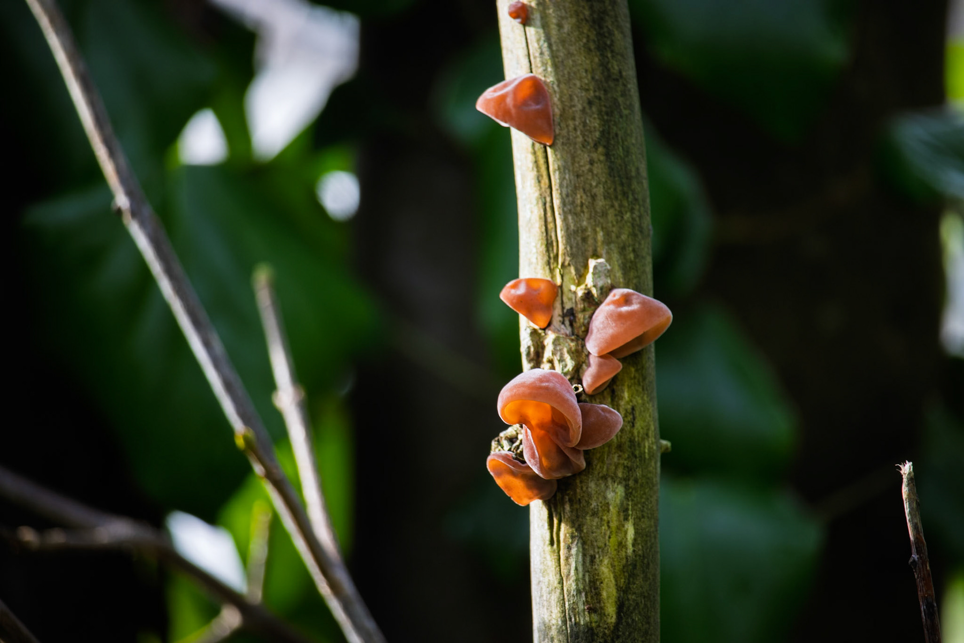 Jelly Ear