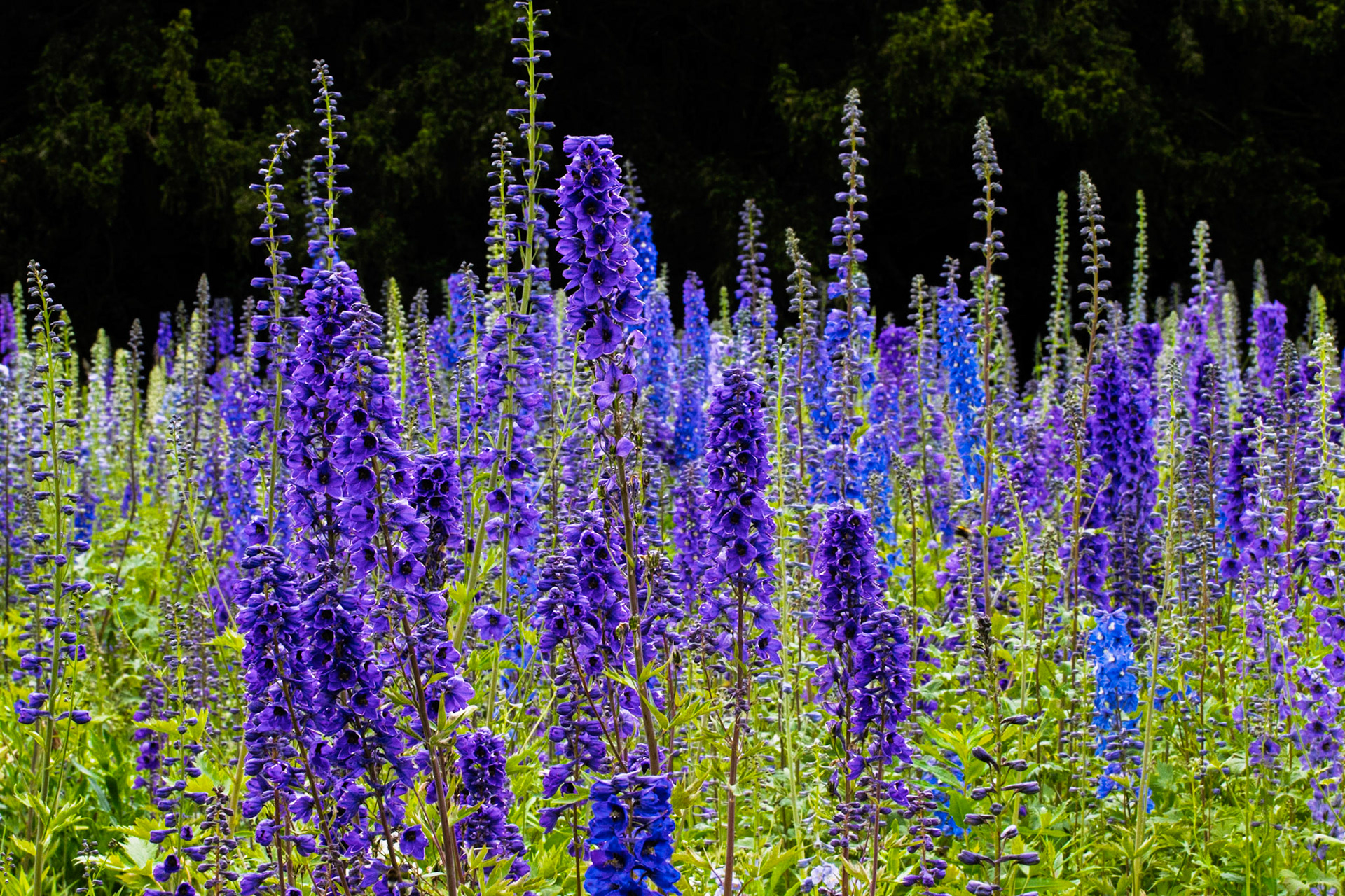 Lupins at Swinton estate