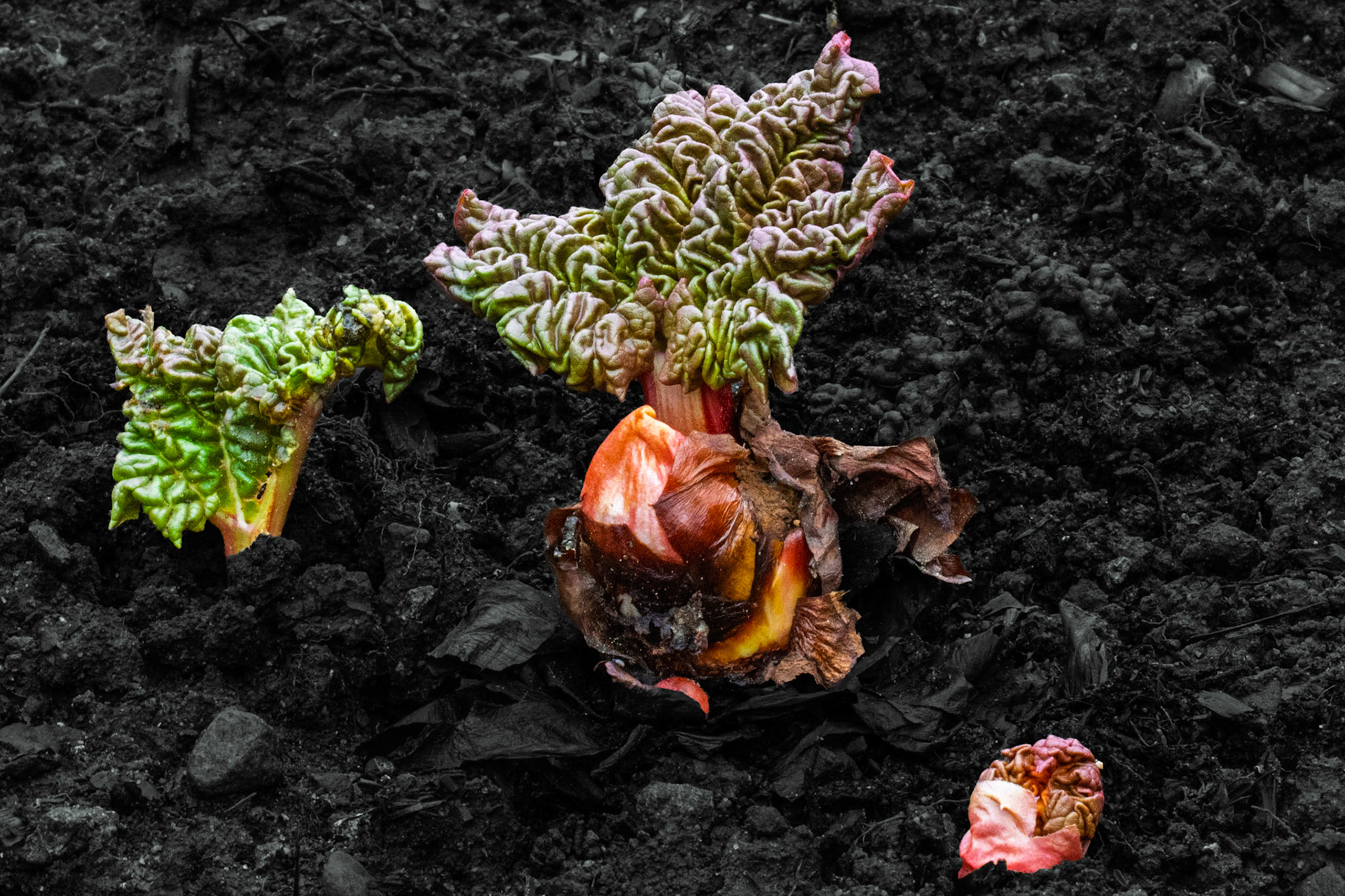 Rhubarb