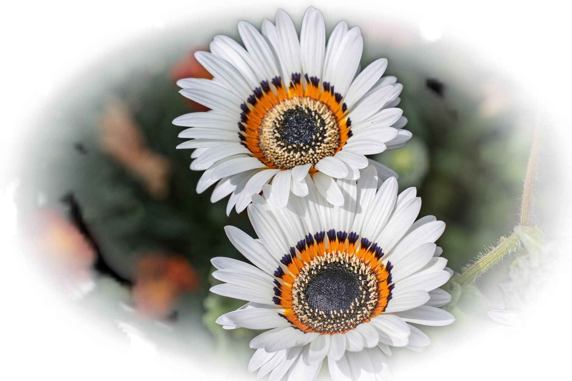 Tricolor daisy at East Riddlesden Hall