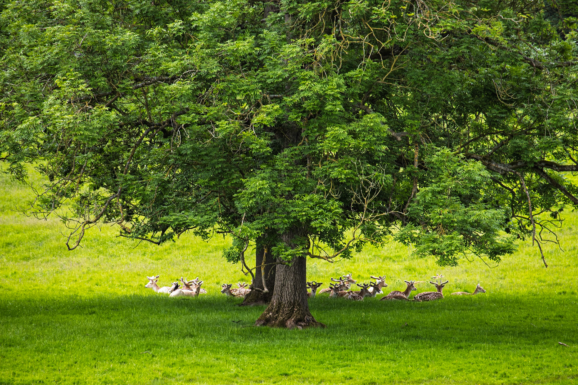 Deer at Swinton Estate