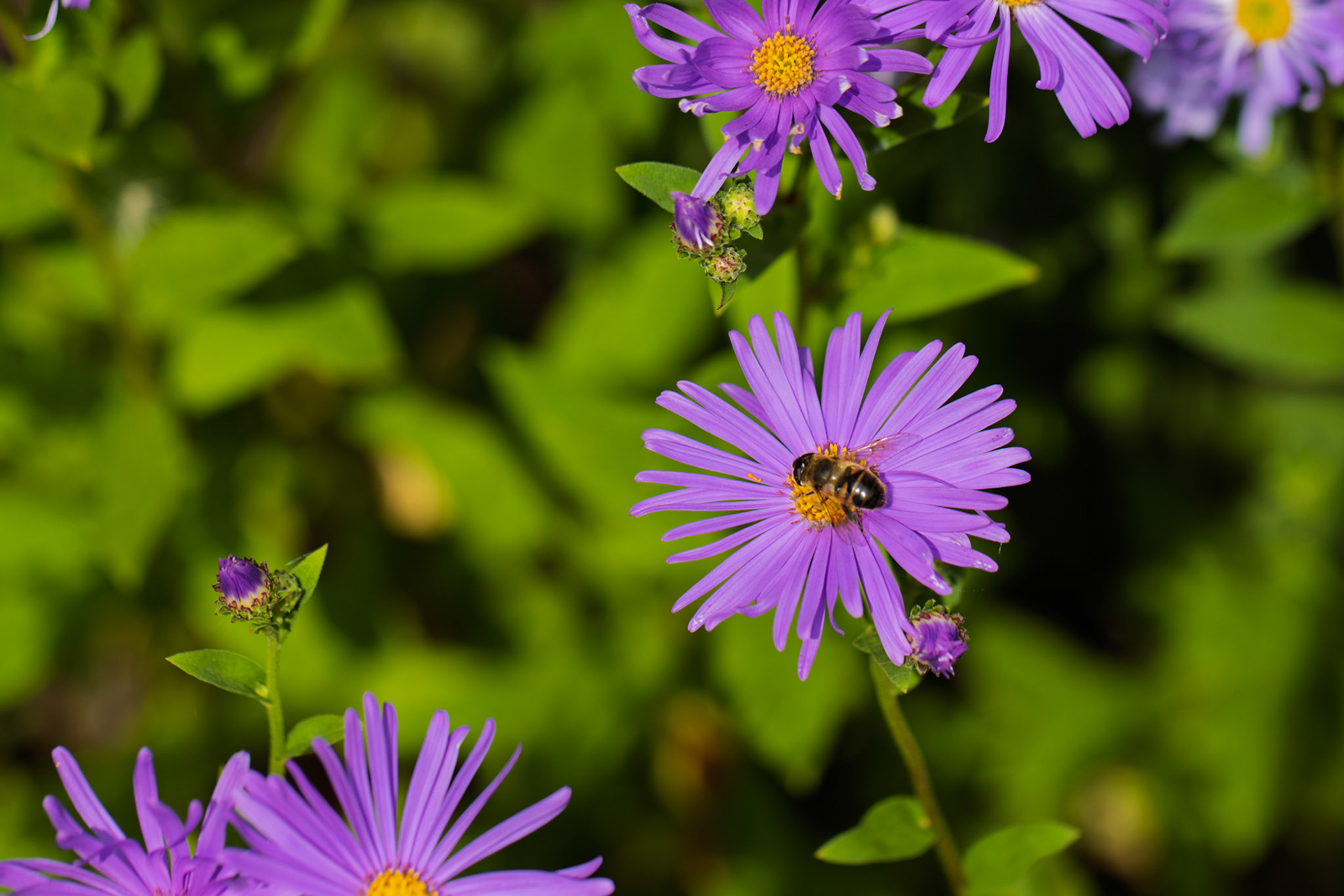 Solitary Bee feeding on Michaelmas Daisy at East Riddlesden Hall
