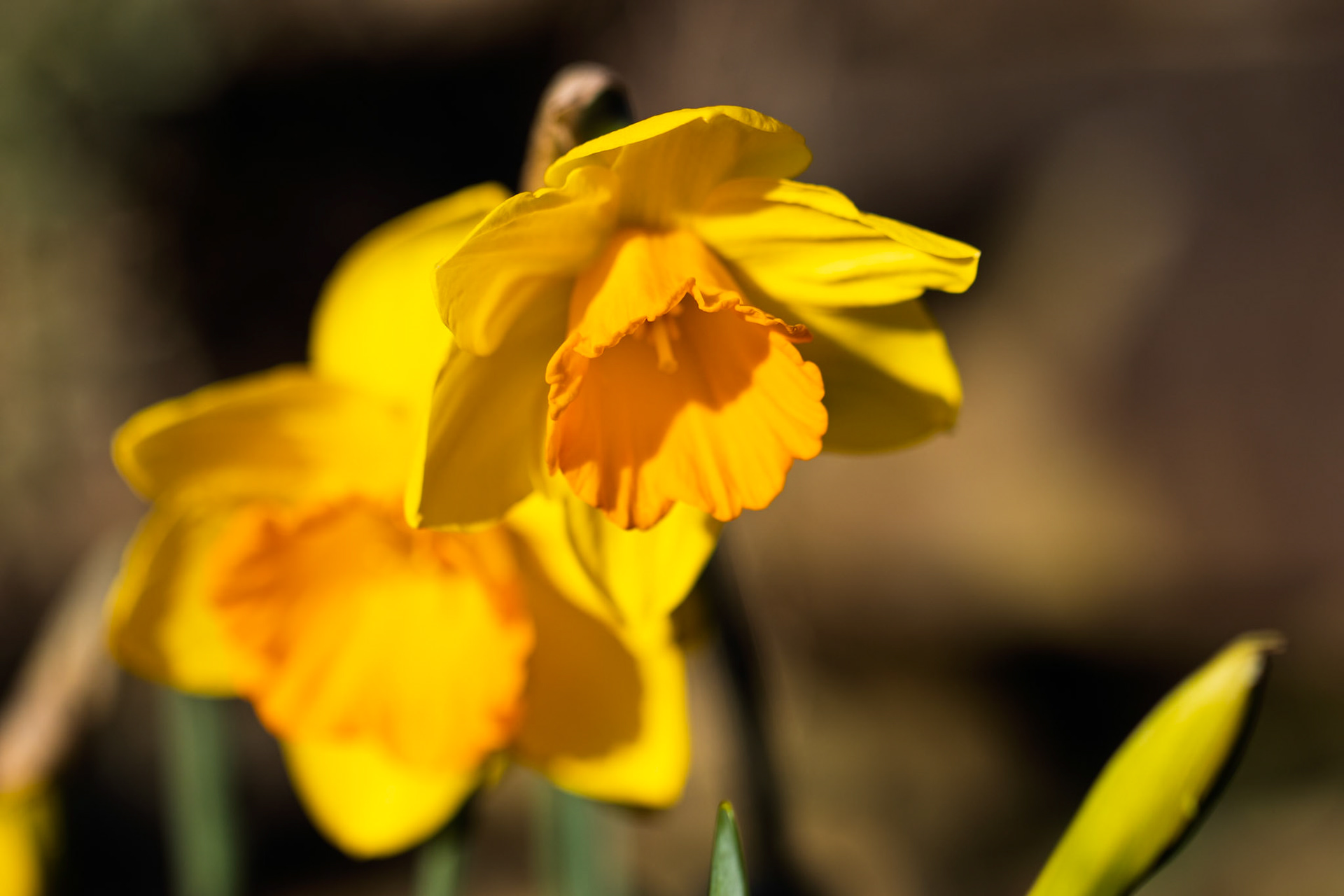 Daffodils