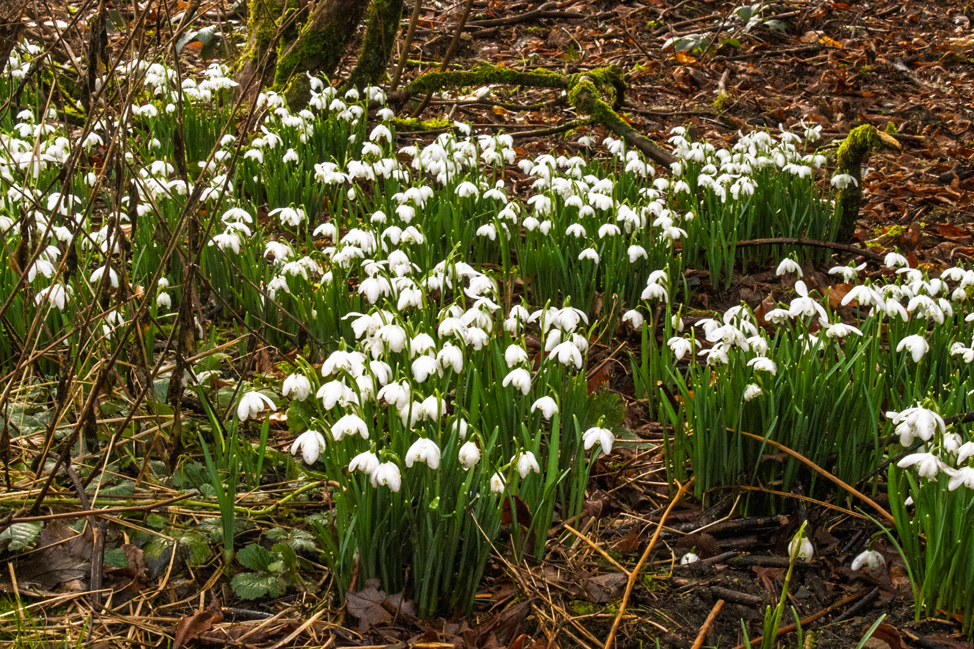 Snowdrops