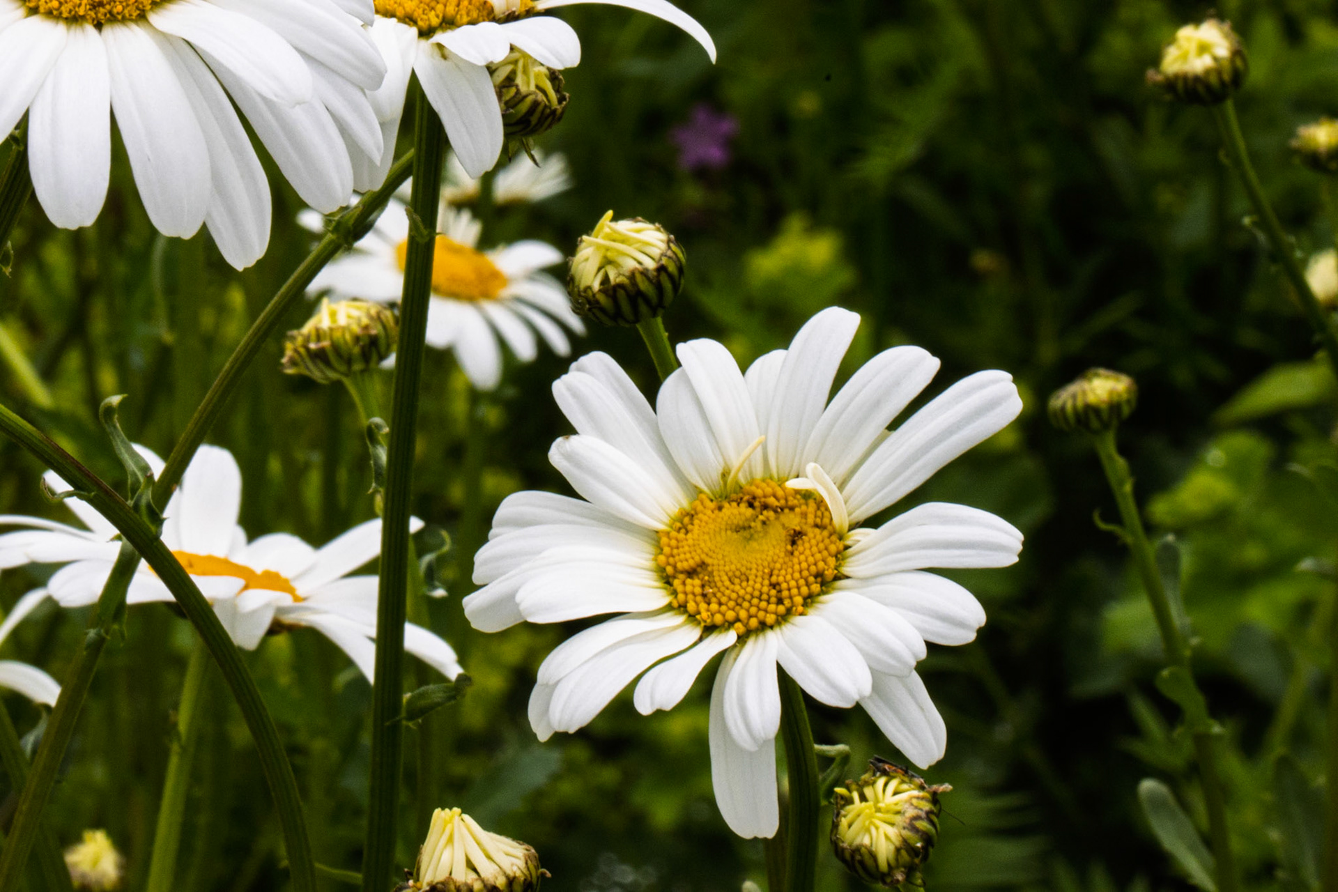 Shasta Daisy at Swinton Estate