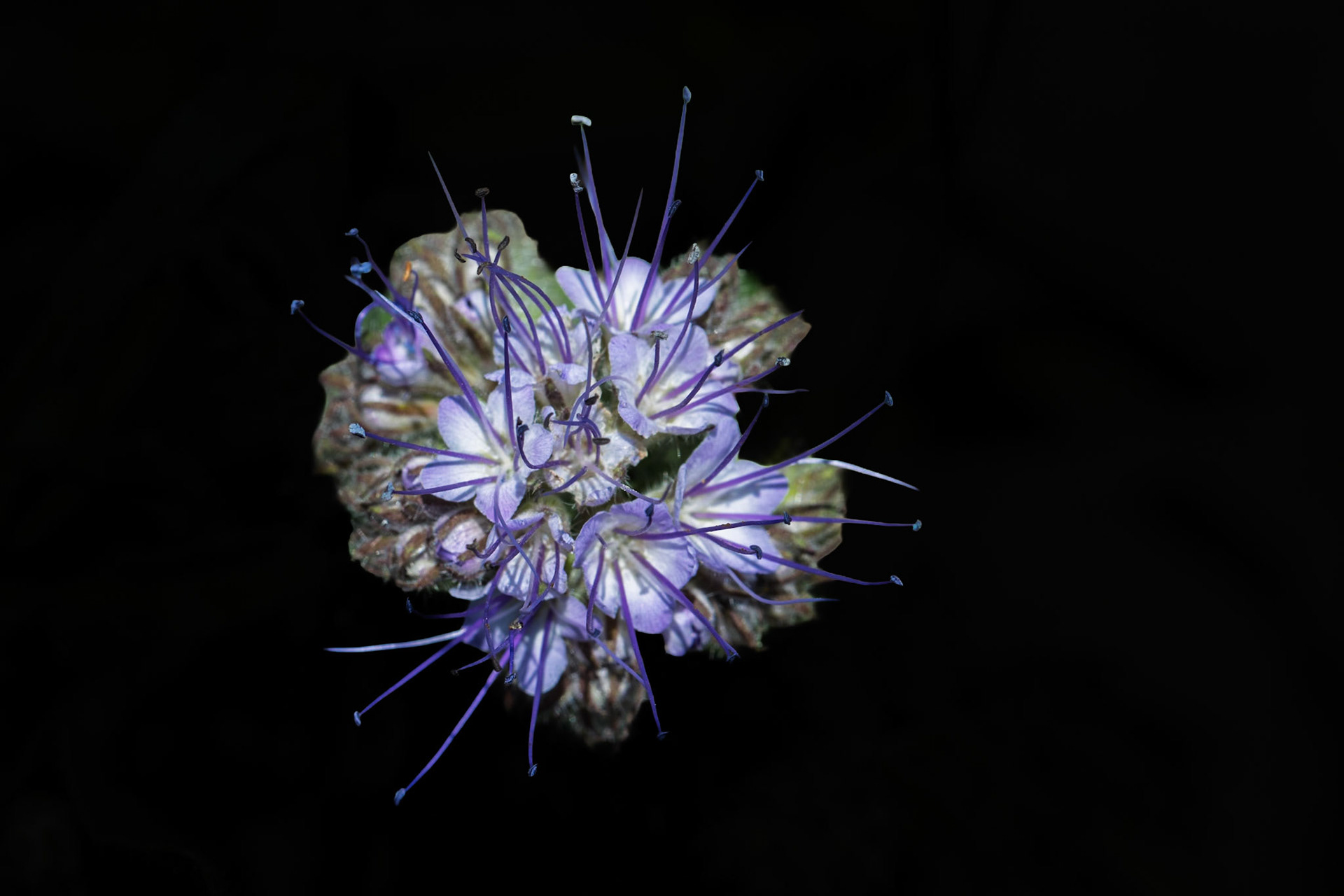 Phacelia