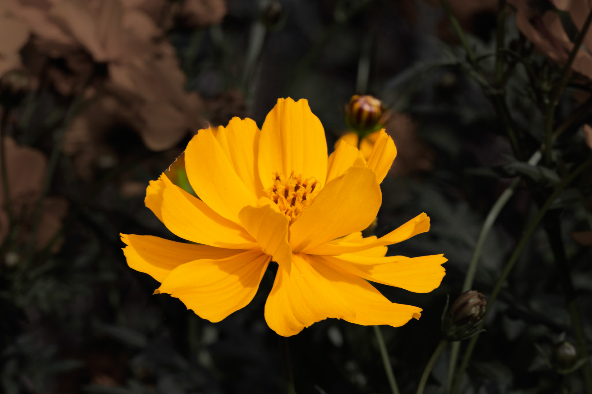 Sulphur Cosmos at Riddlestone Hall.