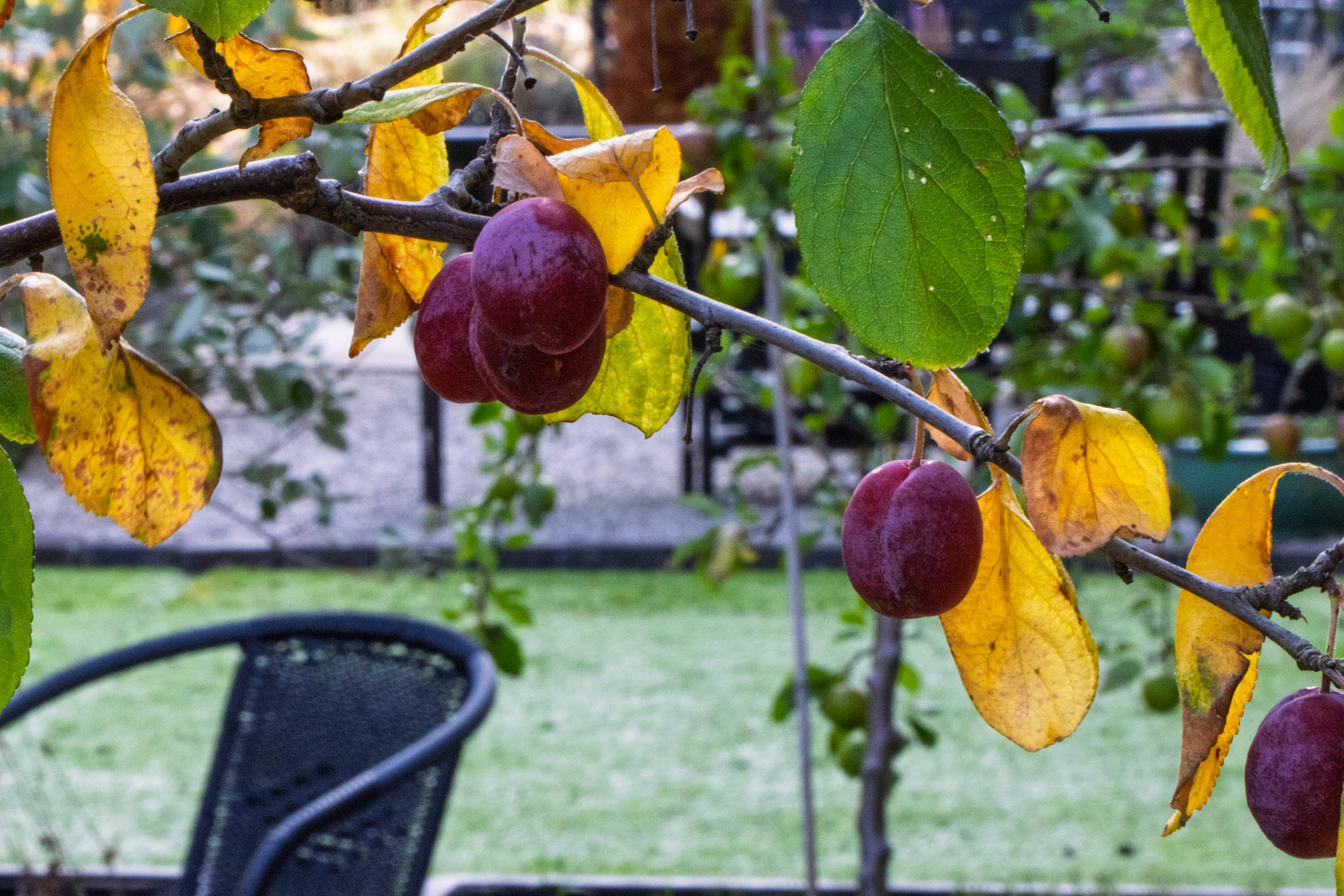 Plums in the Garden