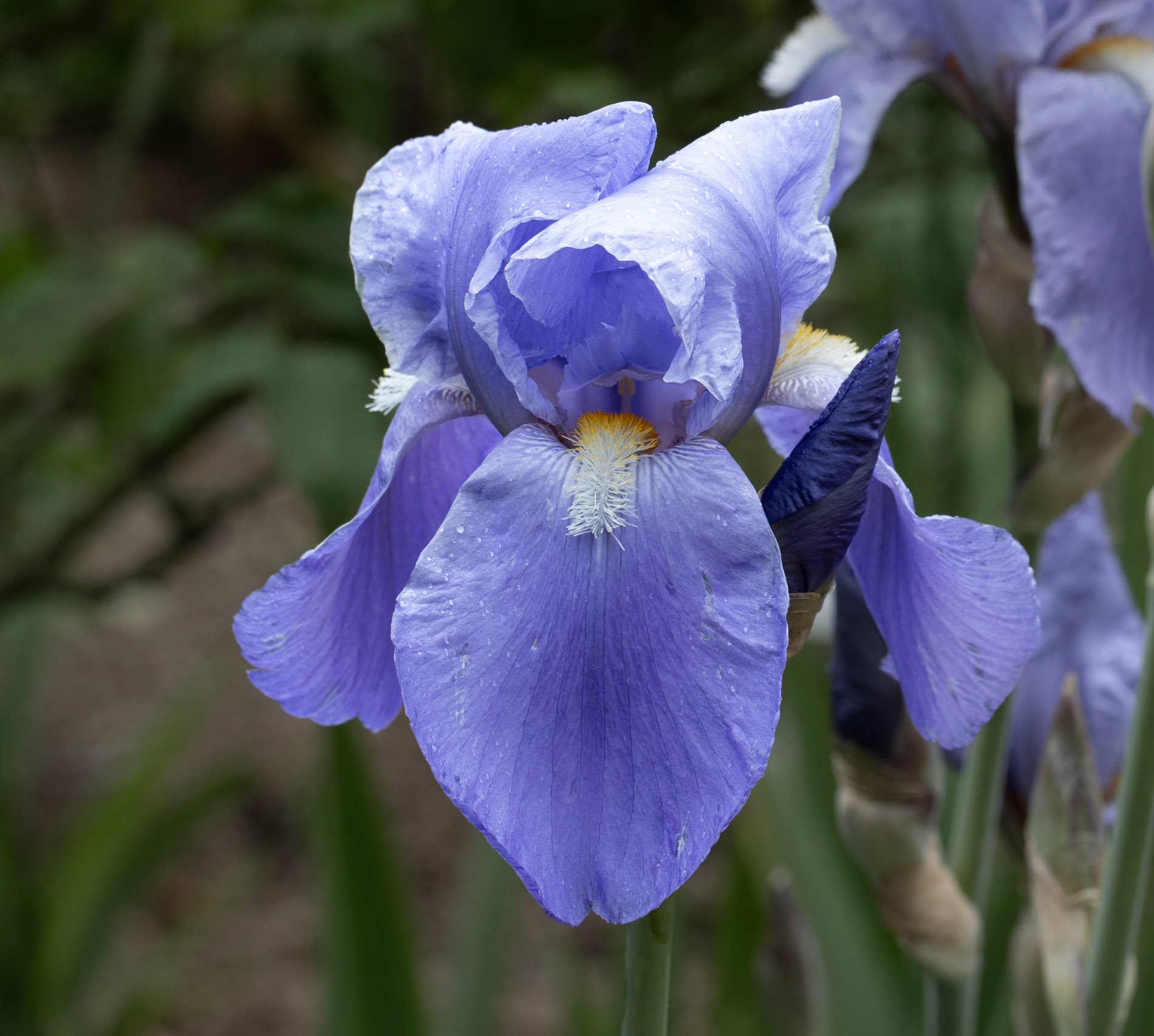 Iris at Mottisfont