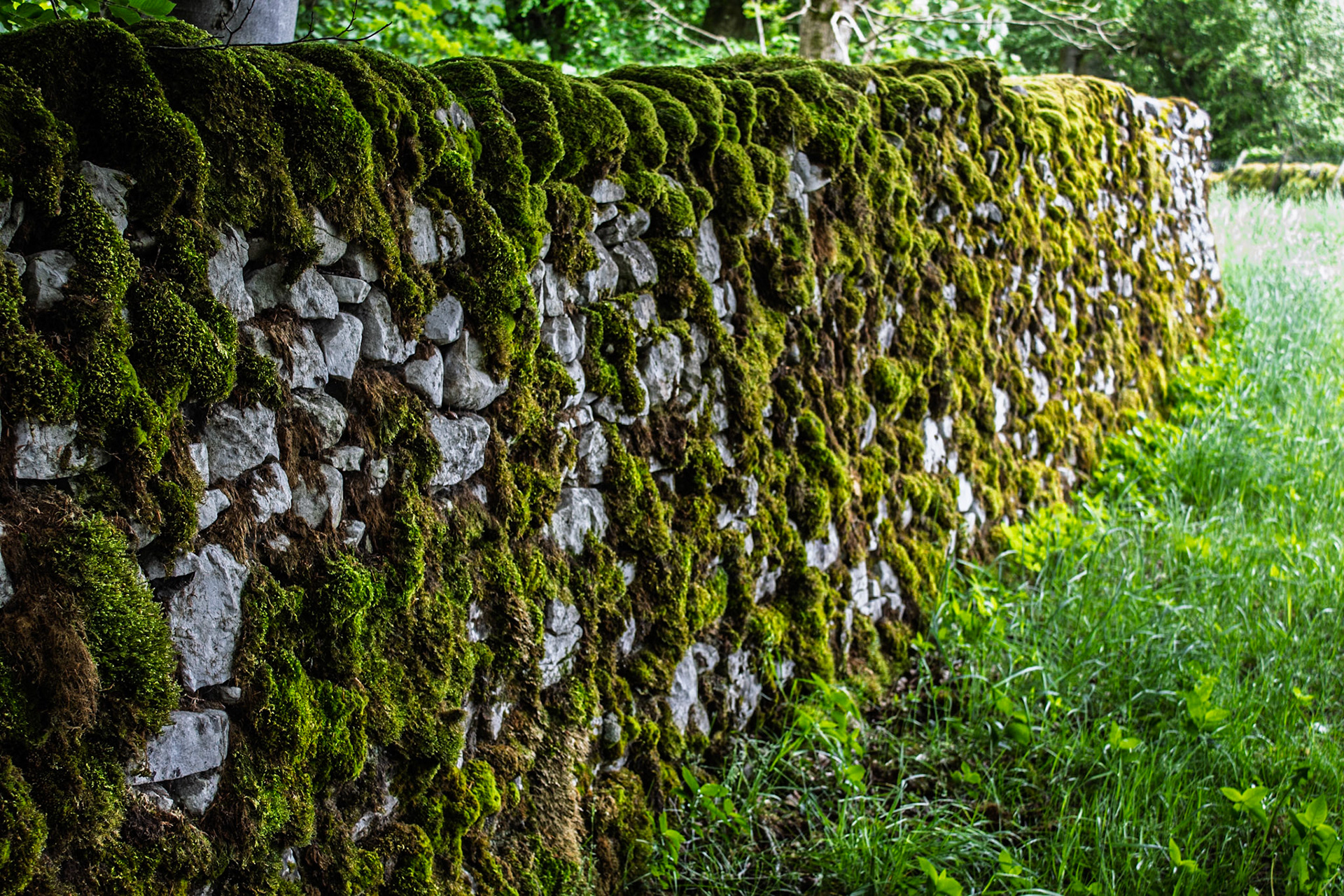 Malham Tarn - Mossy Wall