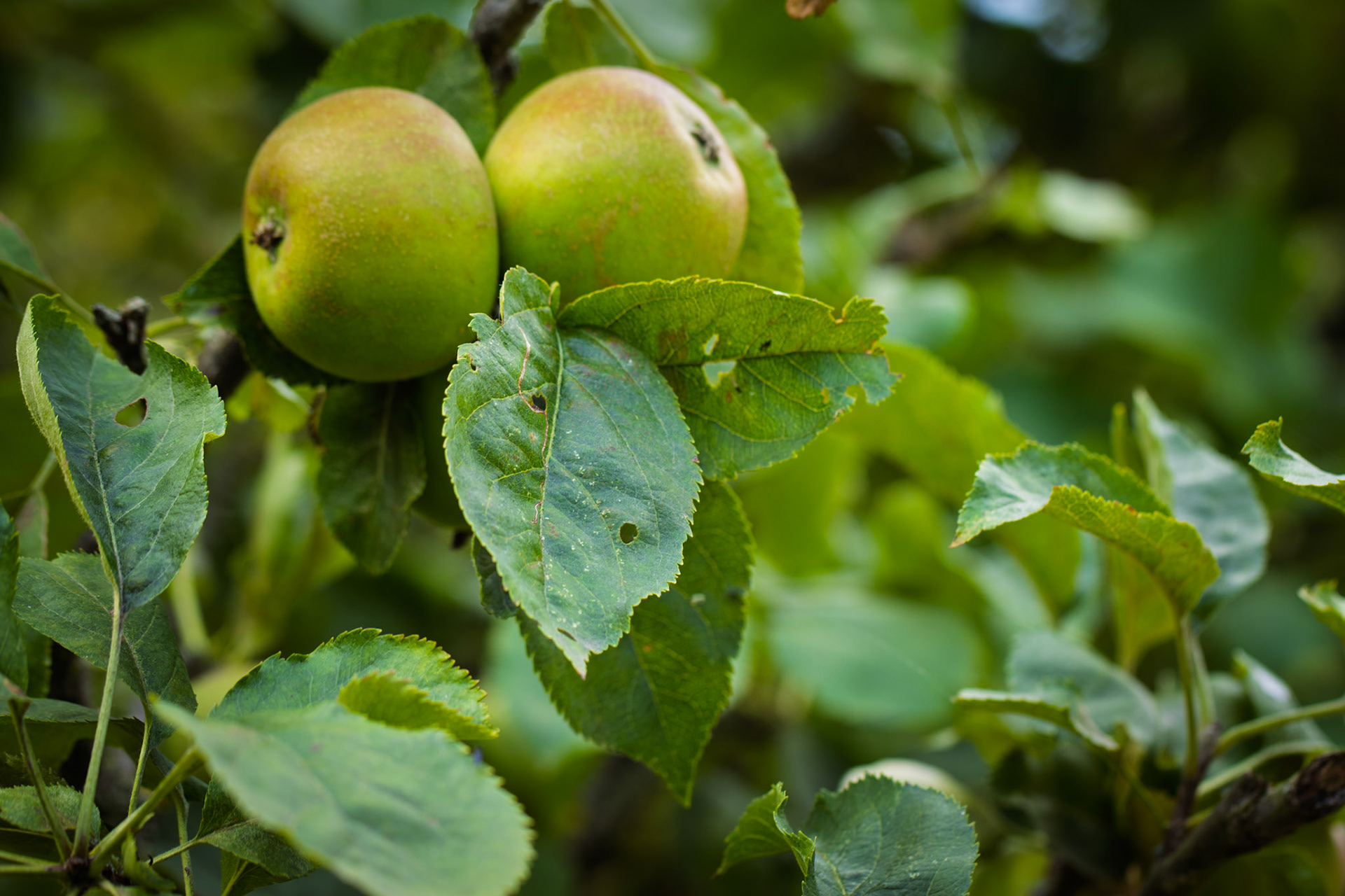 East Riddlesden Hall