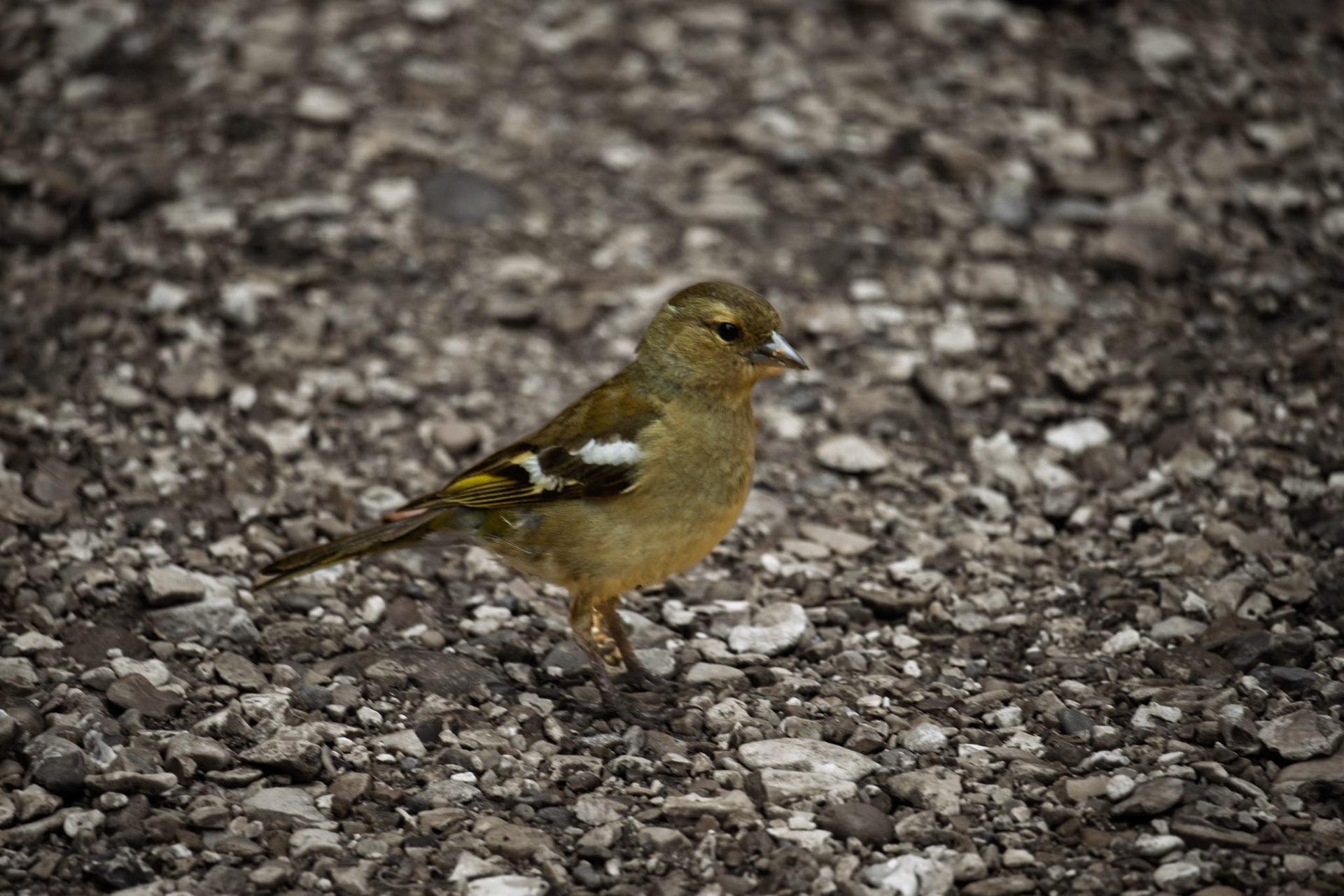 Chaffinch at Mottisfont