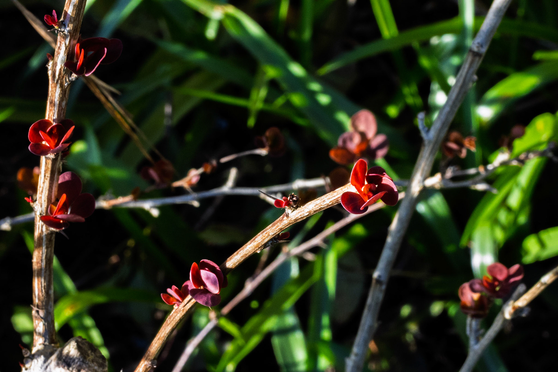 Berberis