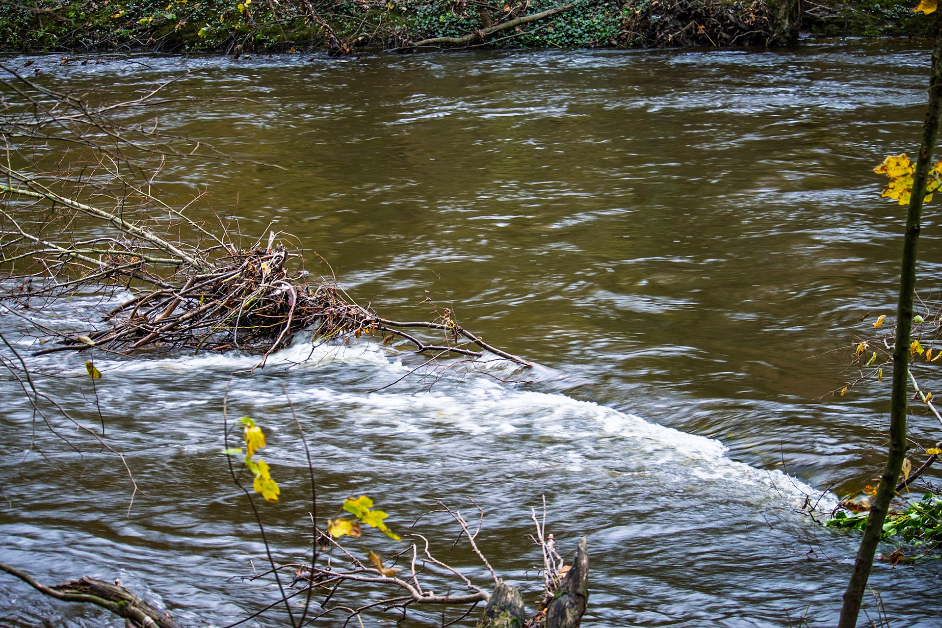 River Aire at Bingley