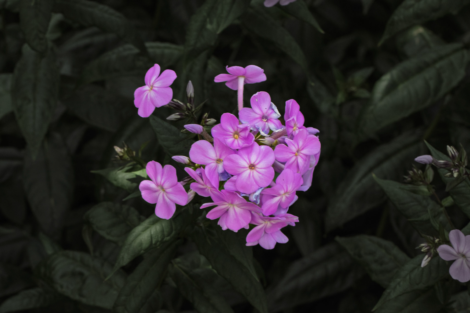 Garden Phlox