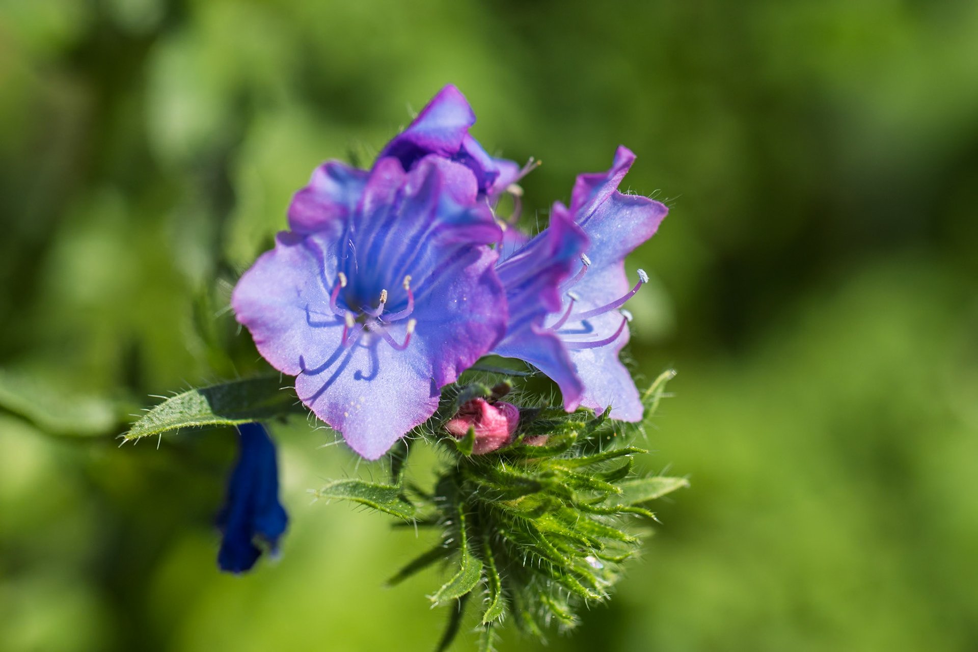 Echium
