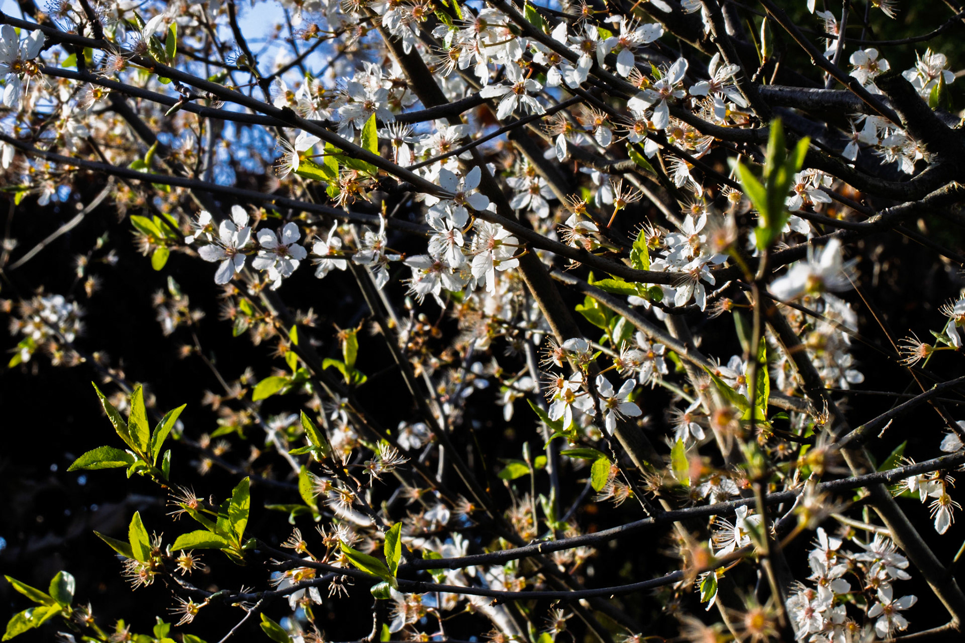 Cherry Plum