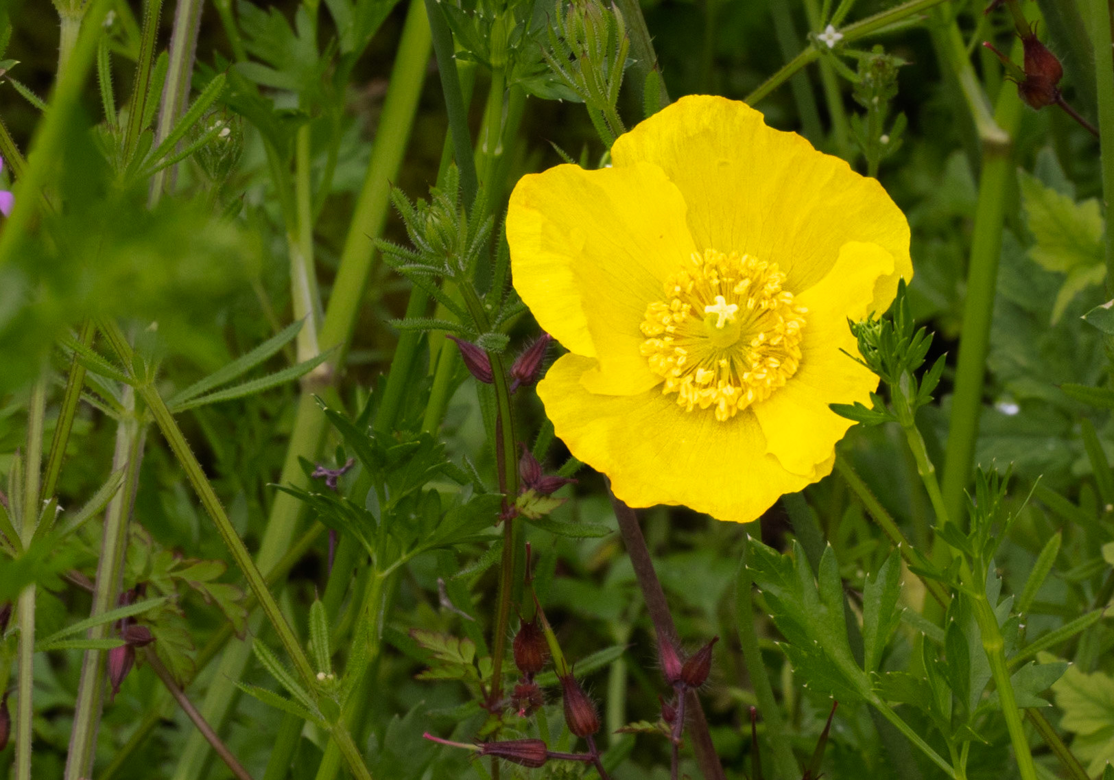 Welsh Poppy at Swinton Estate