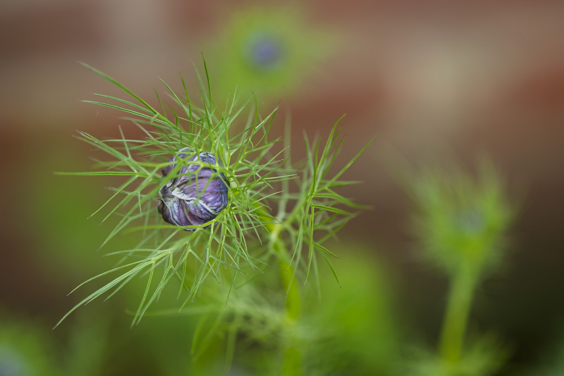 Nigella at Mottisfont