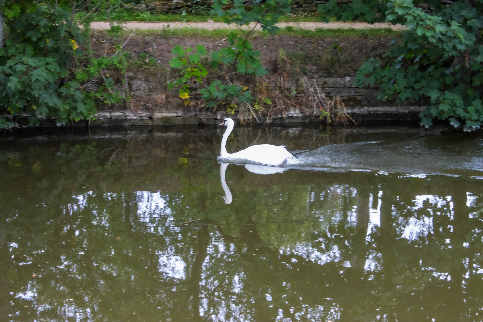 This Swan is really going for it