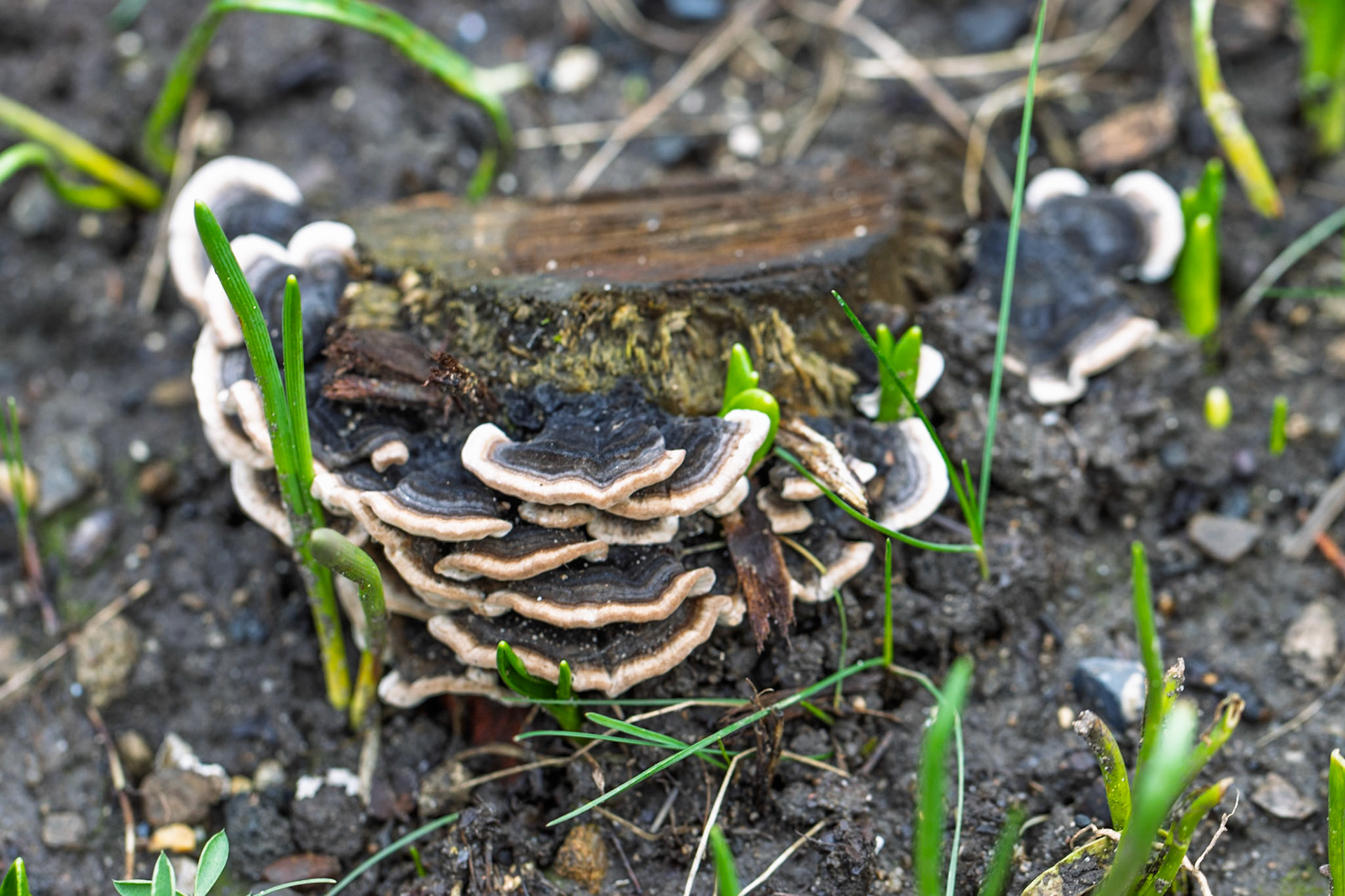 Turkey Tail Fungus