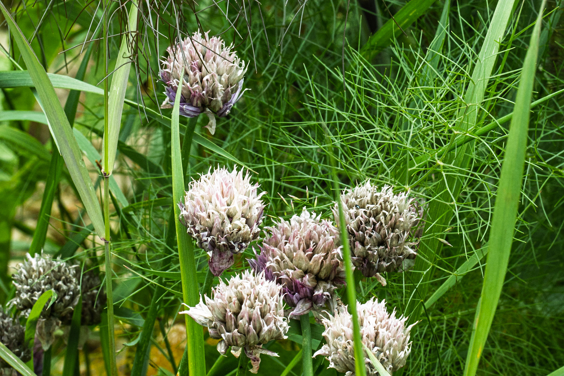 Chives at Swinton Estate