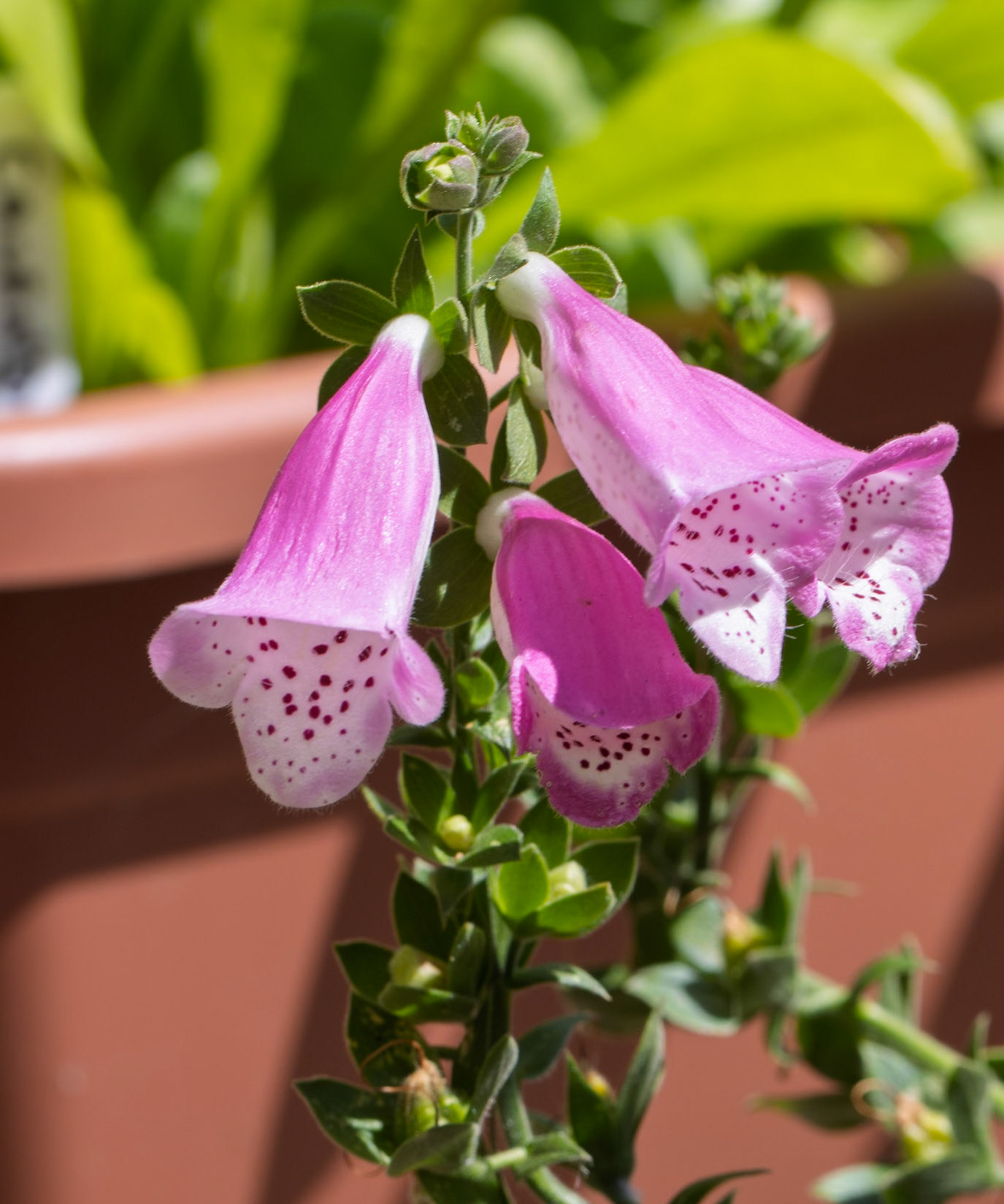 Foxgloves