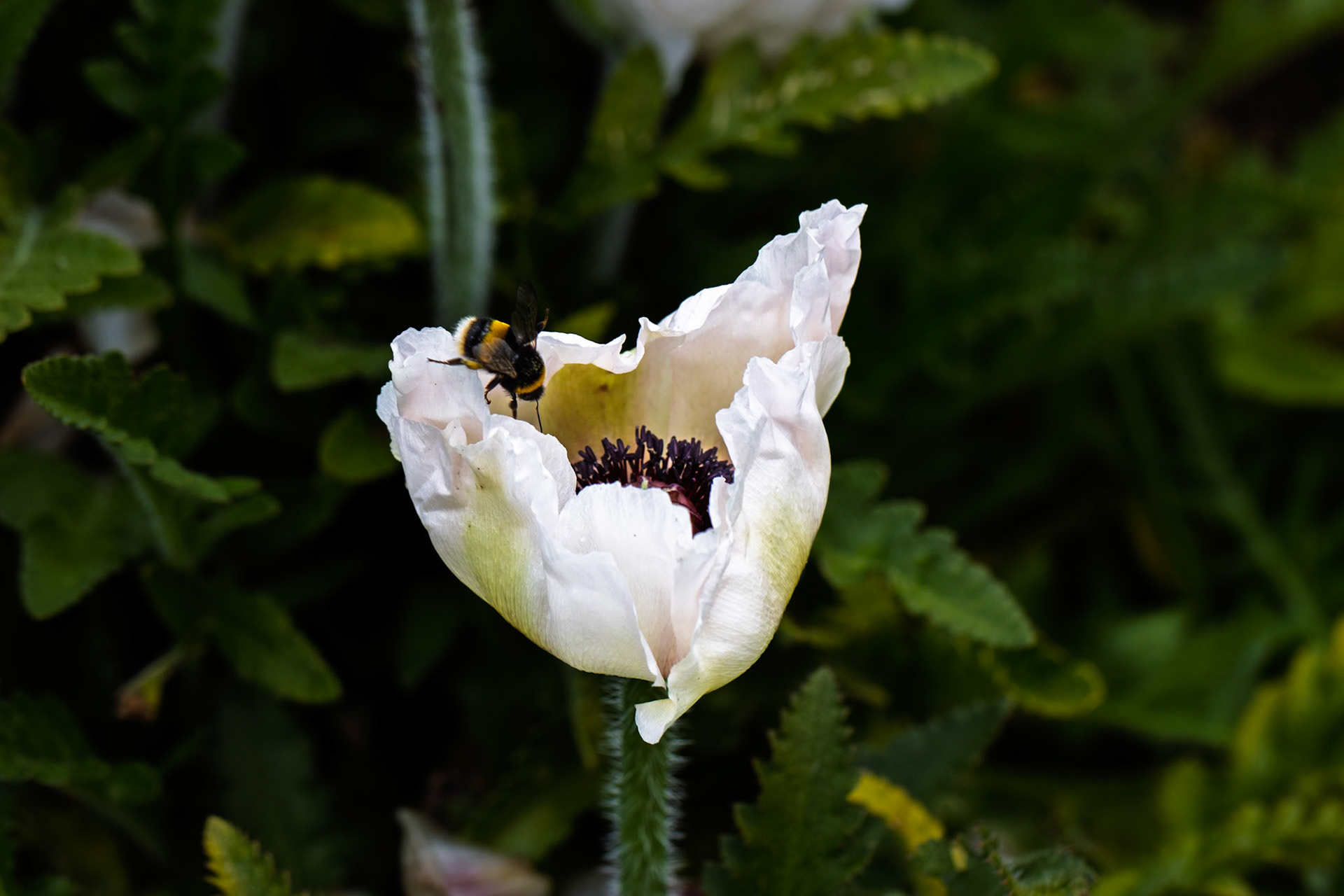 White Poppy at Mottisfont