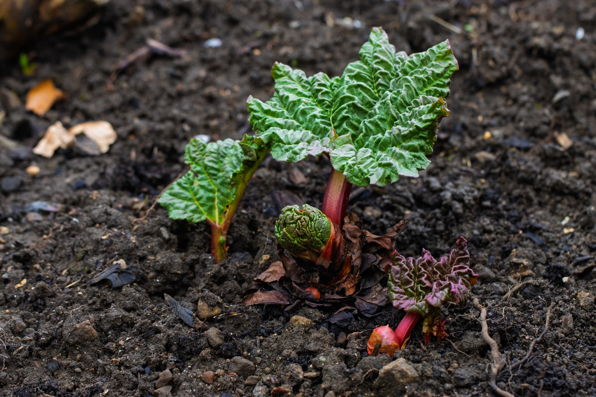 Rhubarb