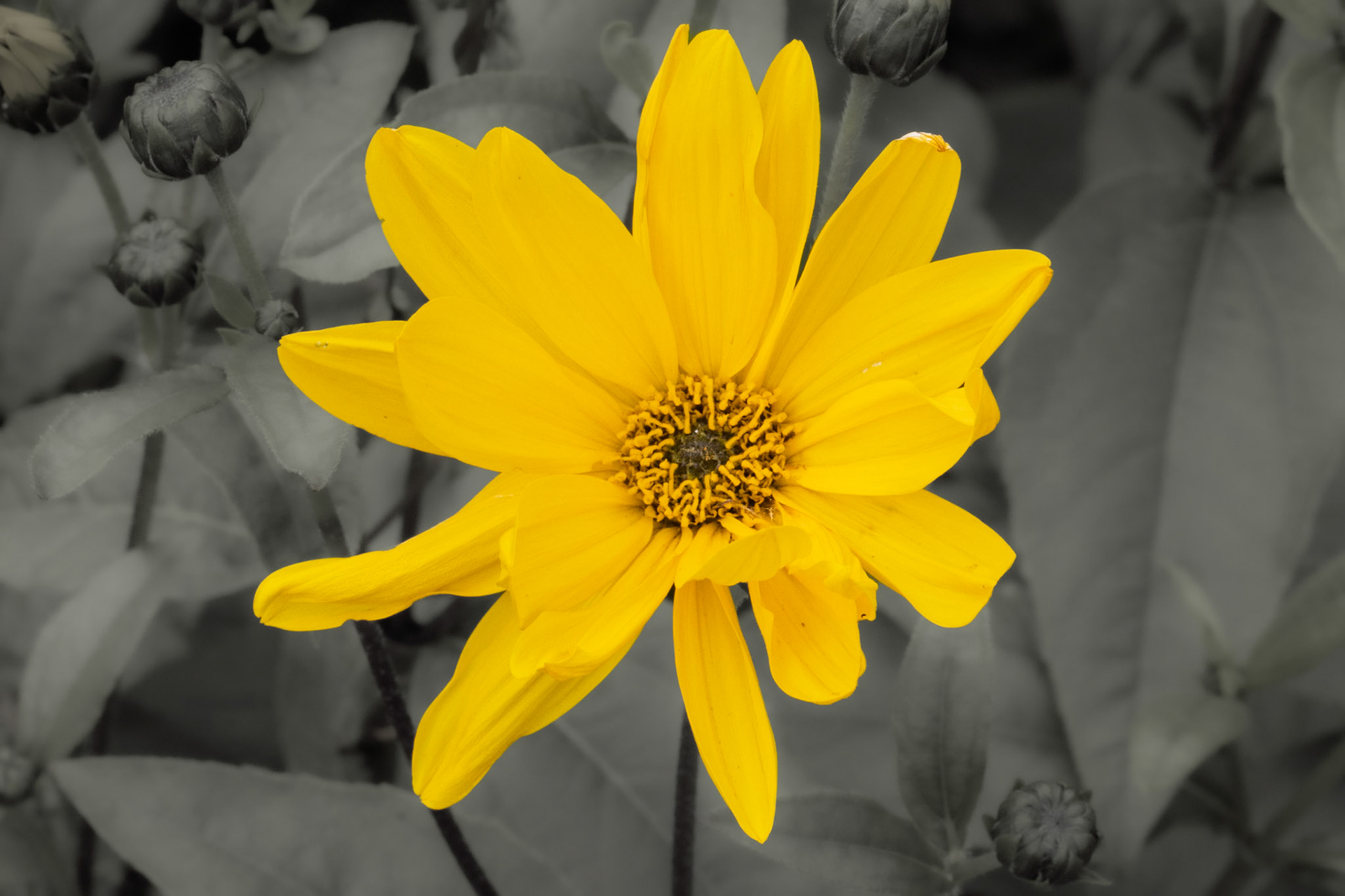Jerusalem Artichoke (possibly)
