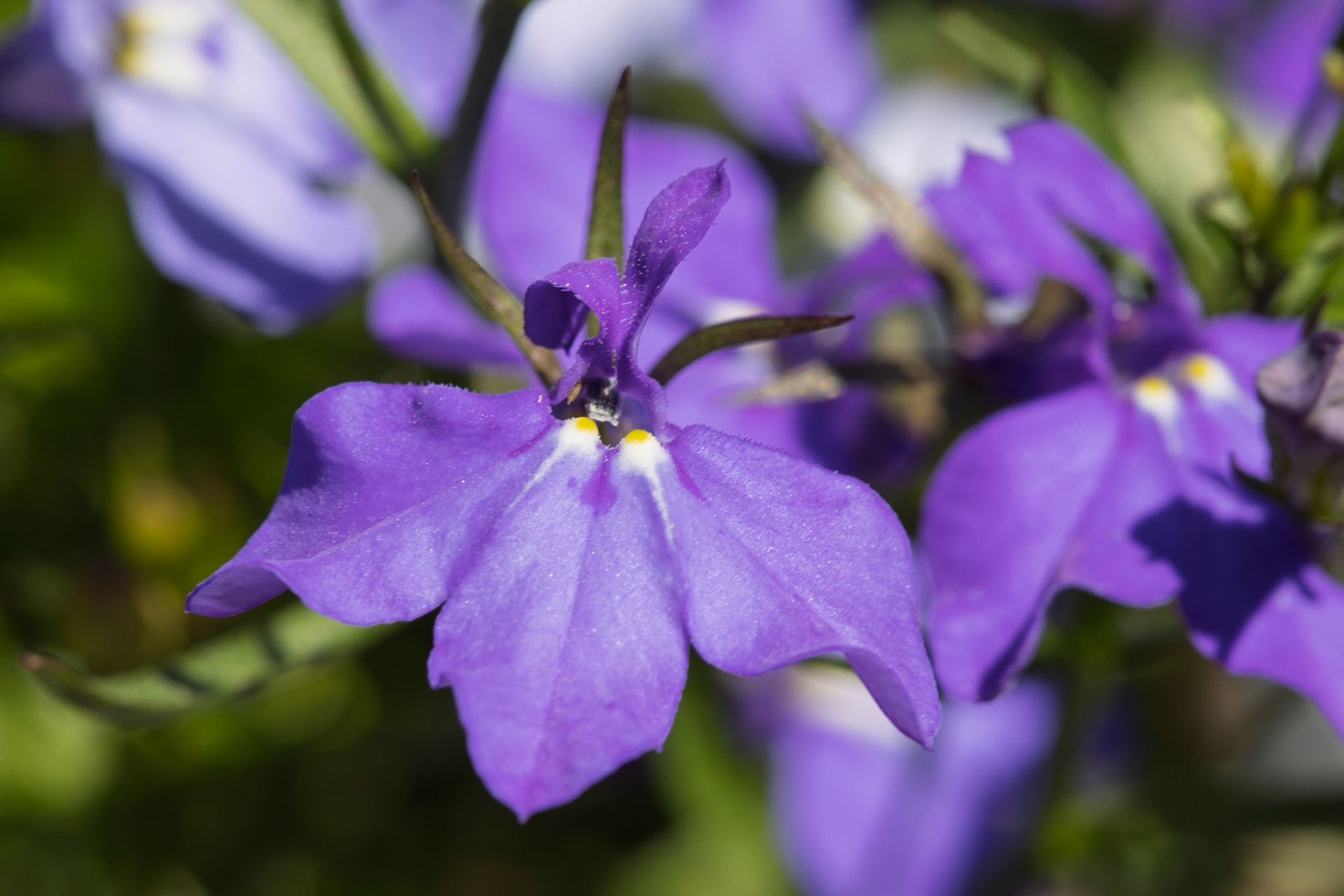 Lobelia