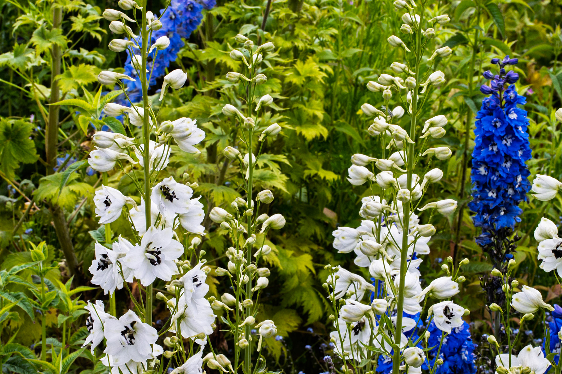 Delphiniums at Swinton Estate
