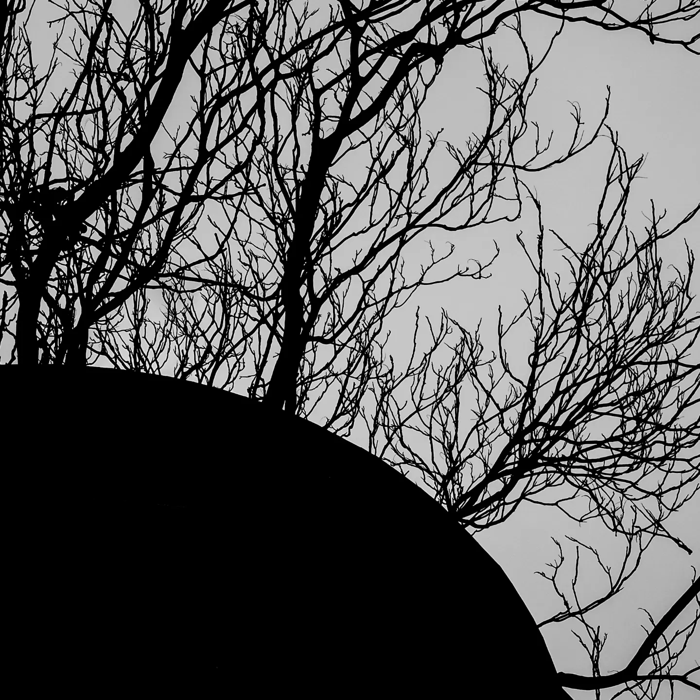 The curve where shadow becomes monument. Branches inscribe their final theorem against nothing.