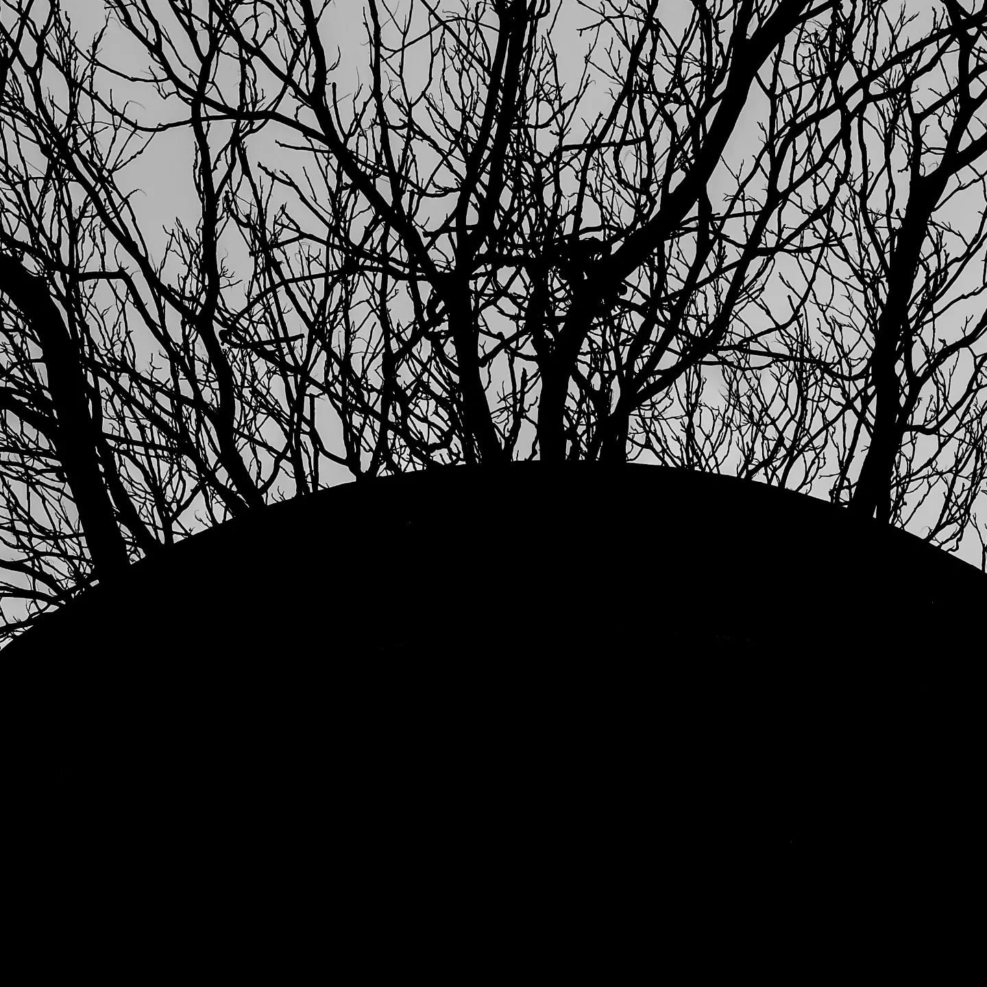 Fractals of absence. Each limb a question the gray refuses to answer.